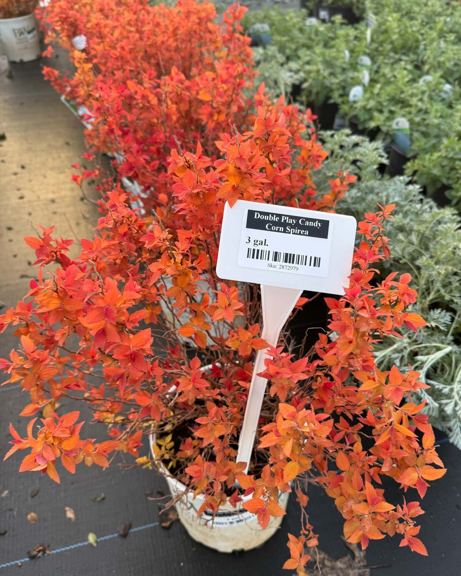 Double Play Candy Corn Spirea - Image 6