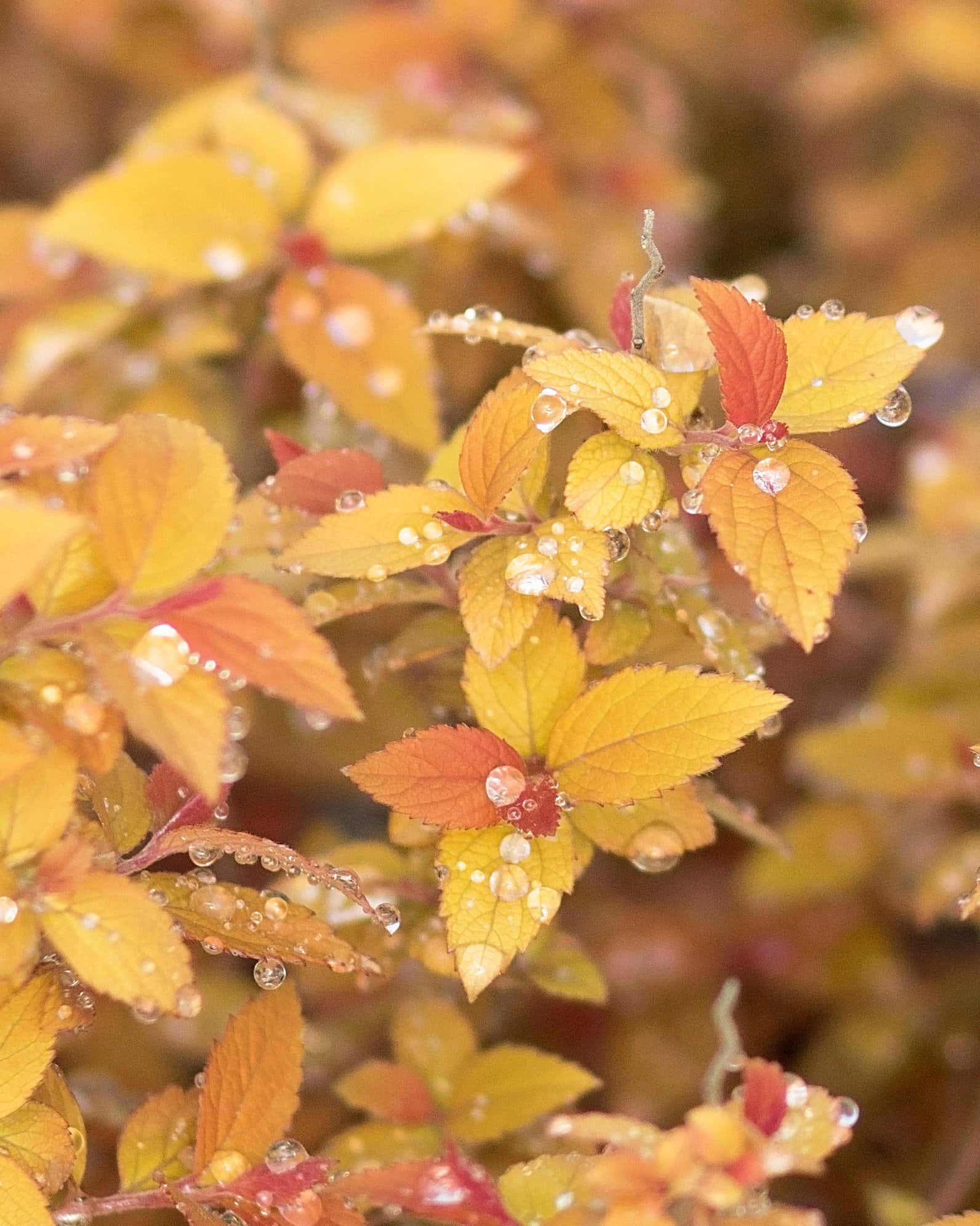 Double Play Candy Corn Spirea - Image 7