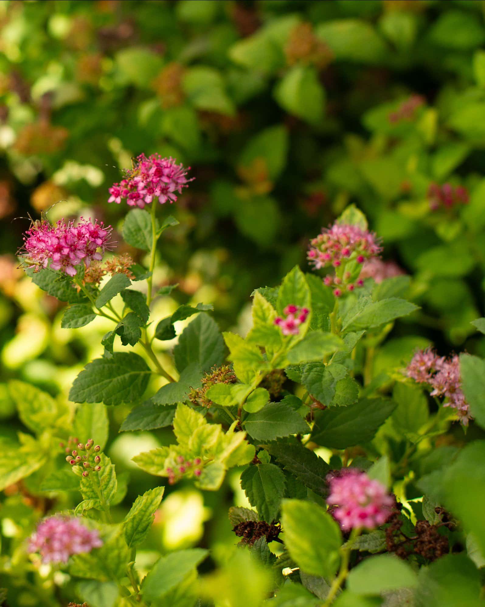 Double Play Gold Spirea - Main Image
