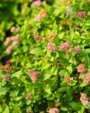 Double Play Gold Spirea thumbnail 8
