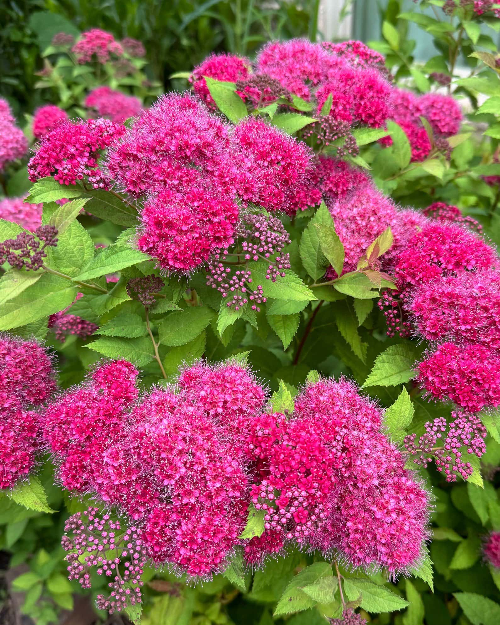 Double Play Pink Spirea - Main Image