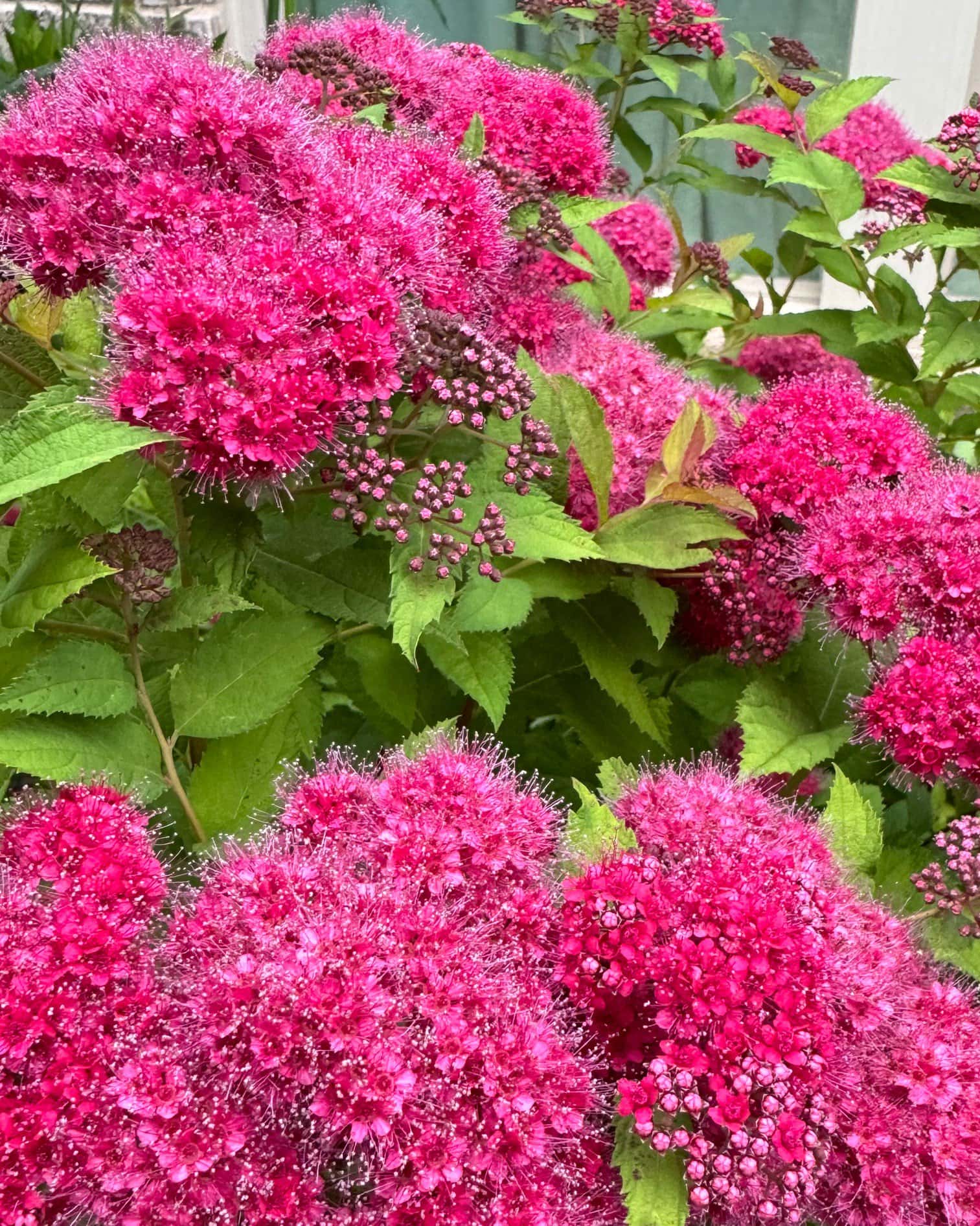 Double Play Pink Spirea - Image 1