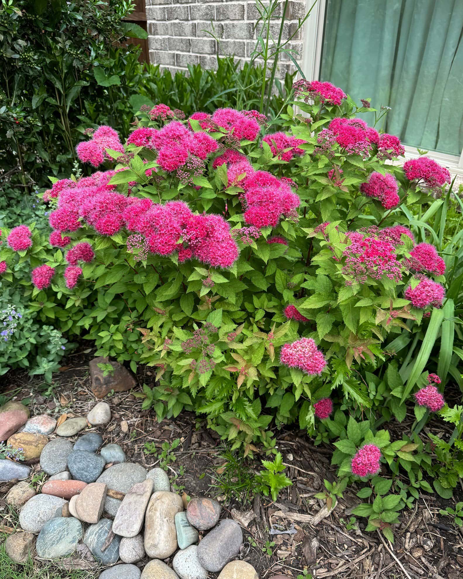 Double Play Pink Spirea - Image 2