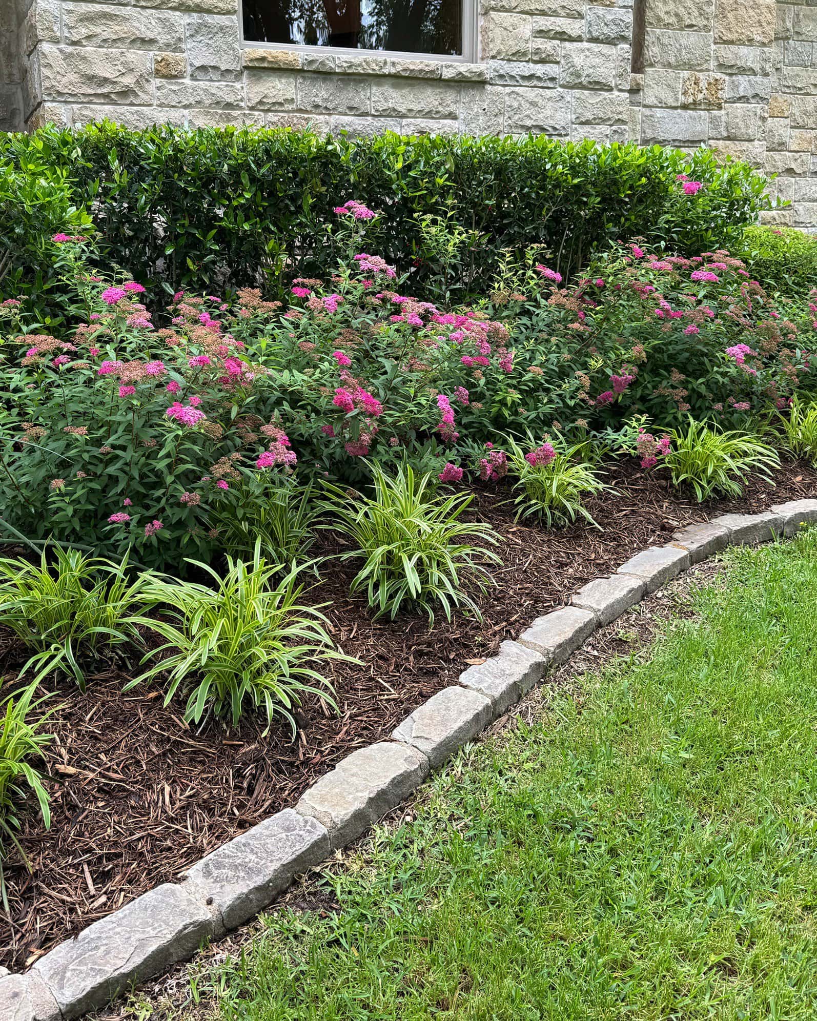 Double Play Pink Spirea - Image 3