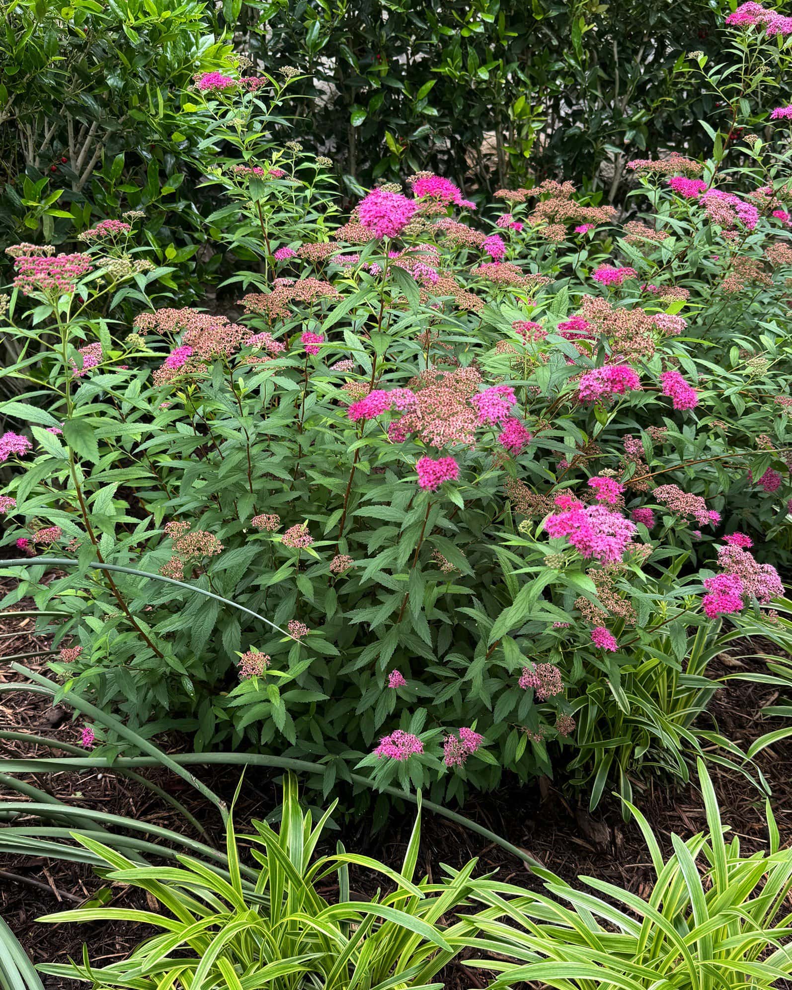 Double Play Pink Spirea - Image 4