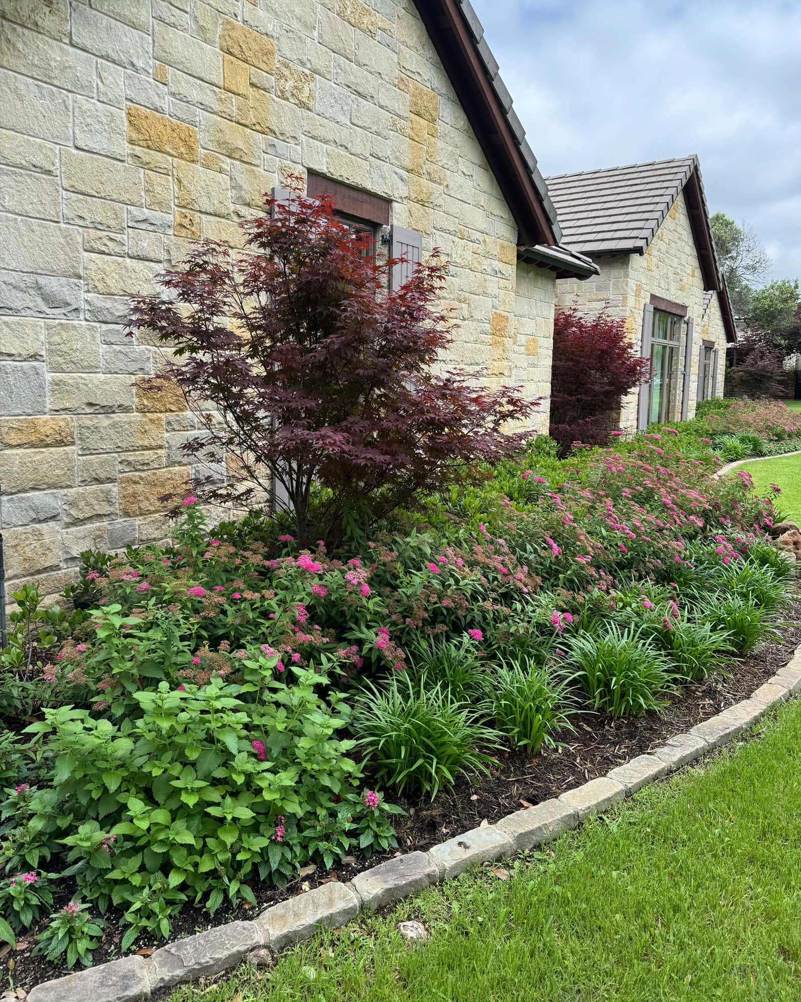 Double Play Pink Spirea - Image 5