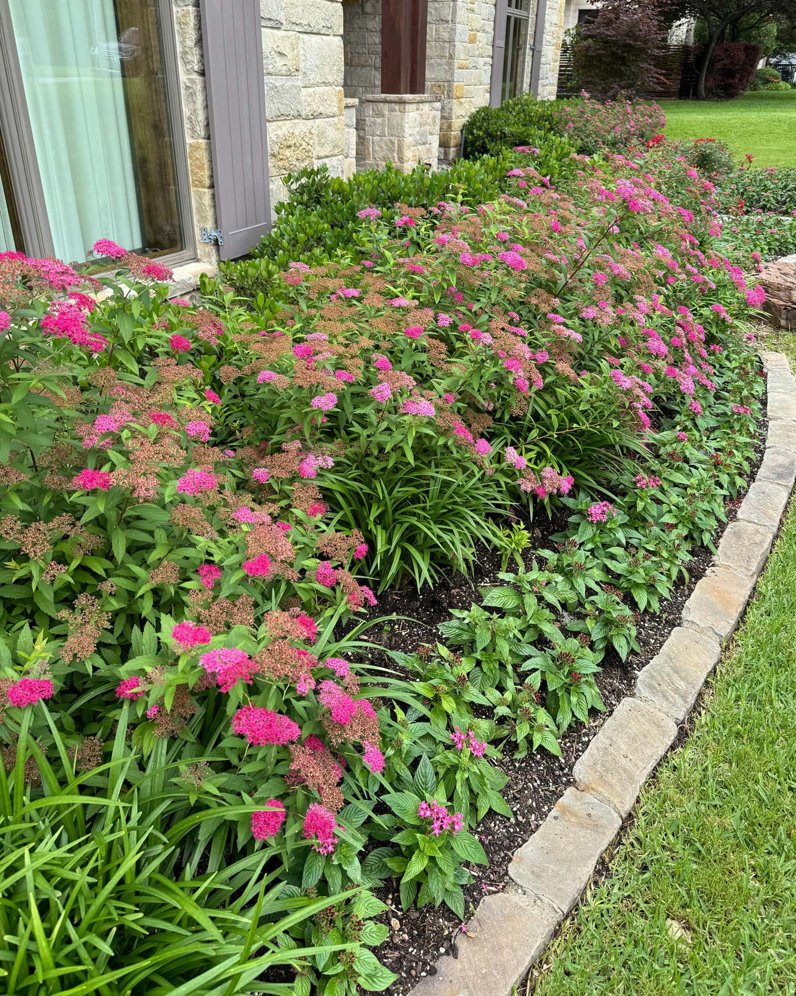 Double Play Pink Spirea - Image 6