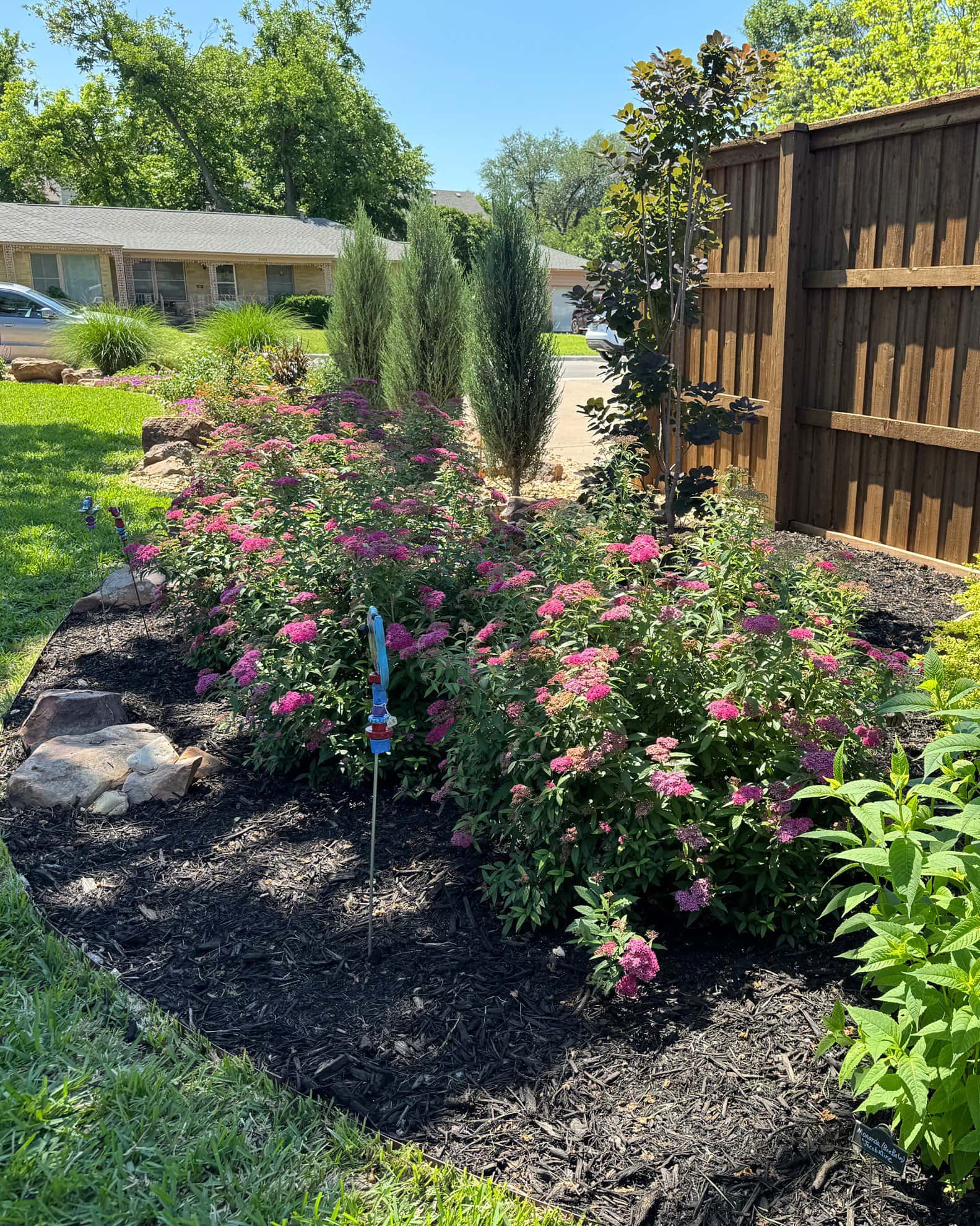 Double Play Pink Spirea - Image 7