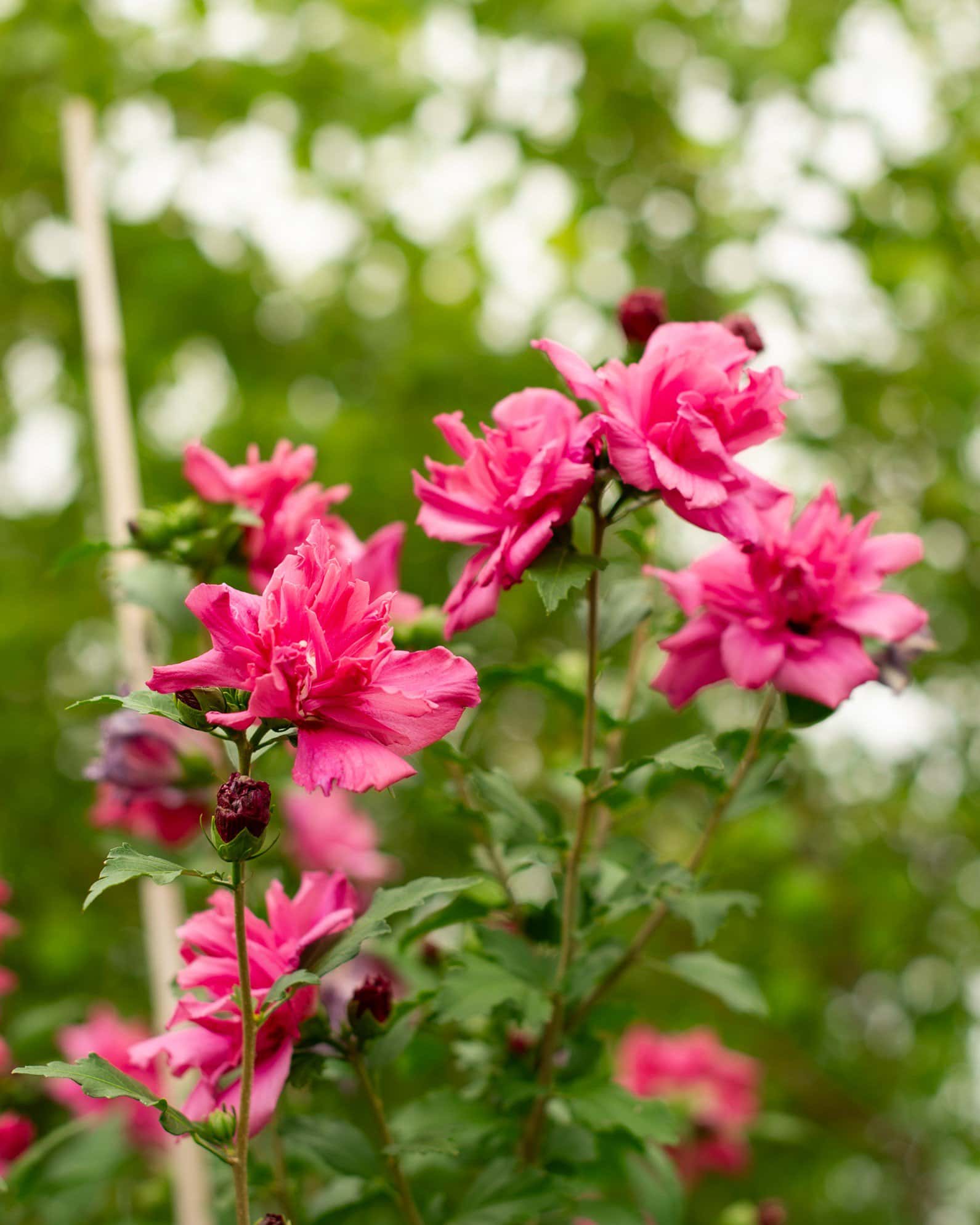 Double Red Althea Tree Form - Main Image