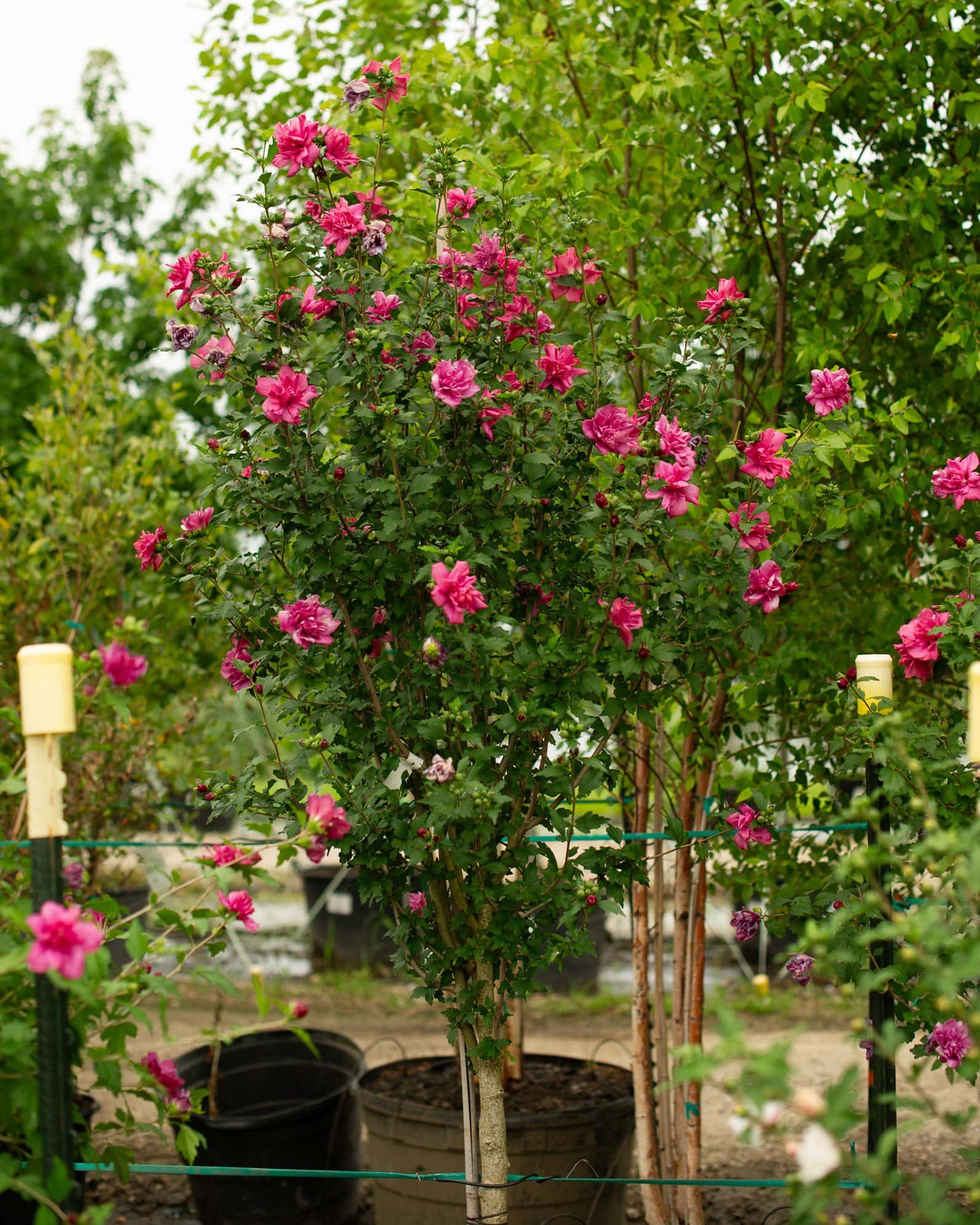 Double Red Althea Tree Form - Image 1