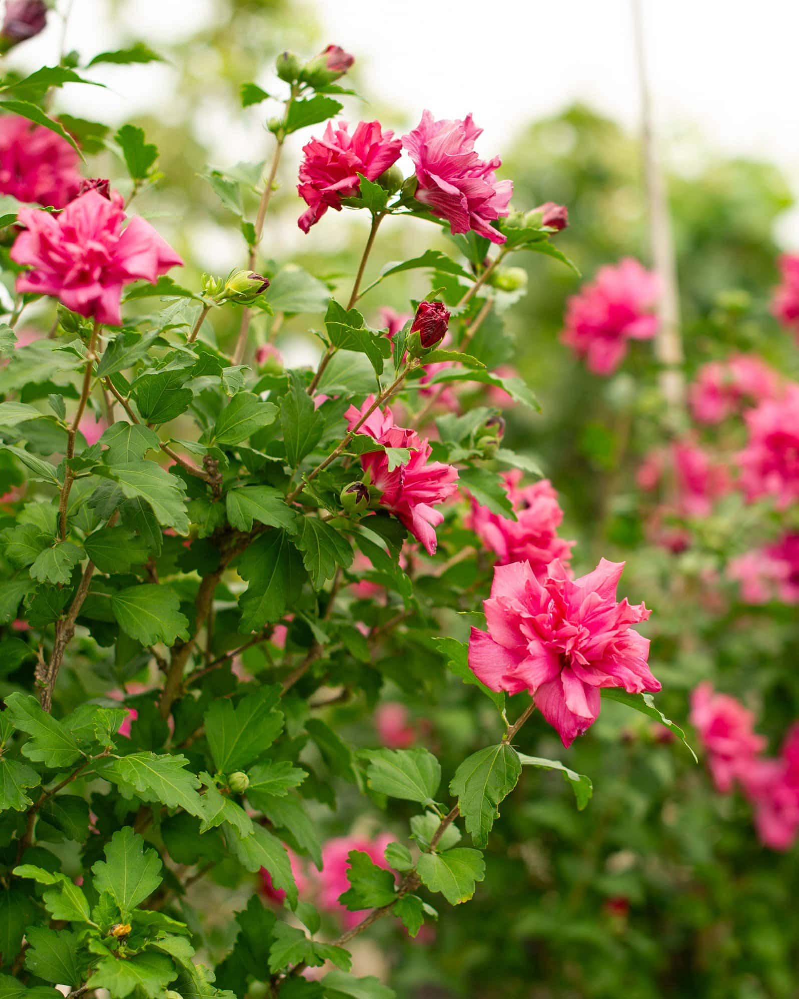 Double Red Althea Tree Form - Image 3