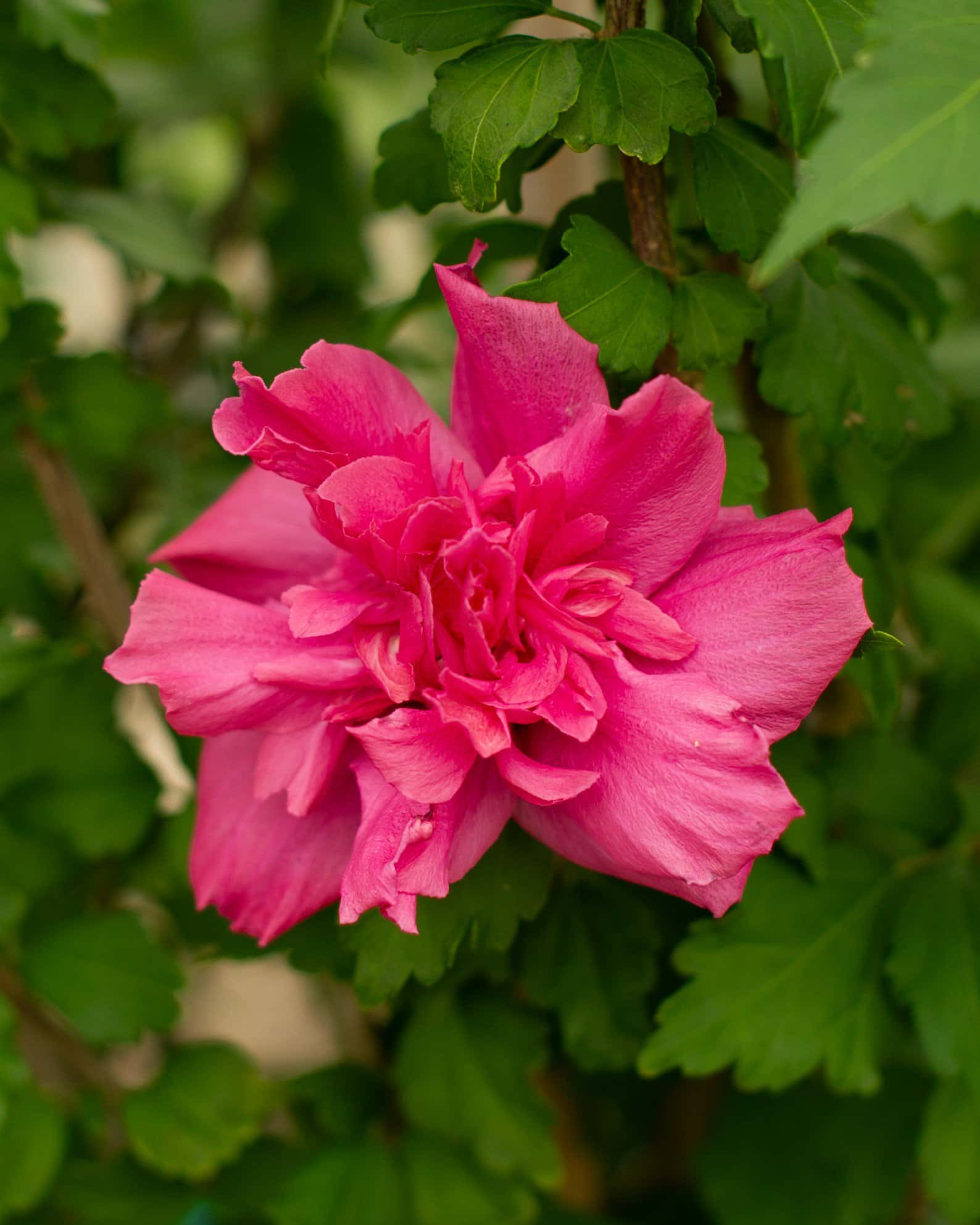 Double Red Althea Tree Form - Image 4