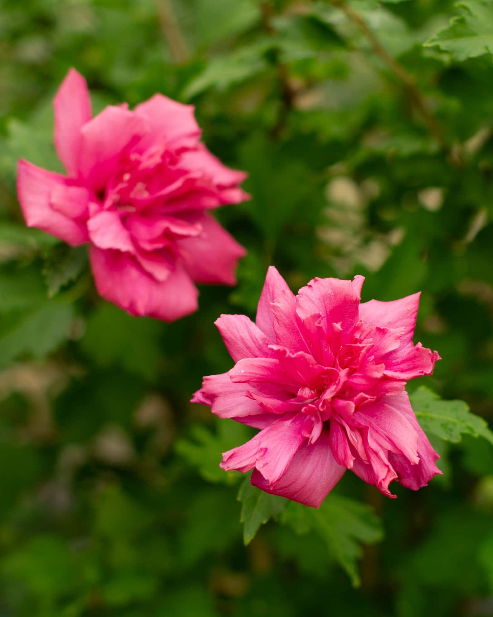 Double Red Althea Tree Form - Image 5