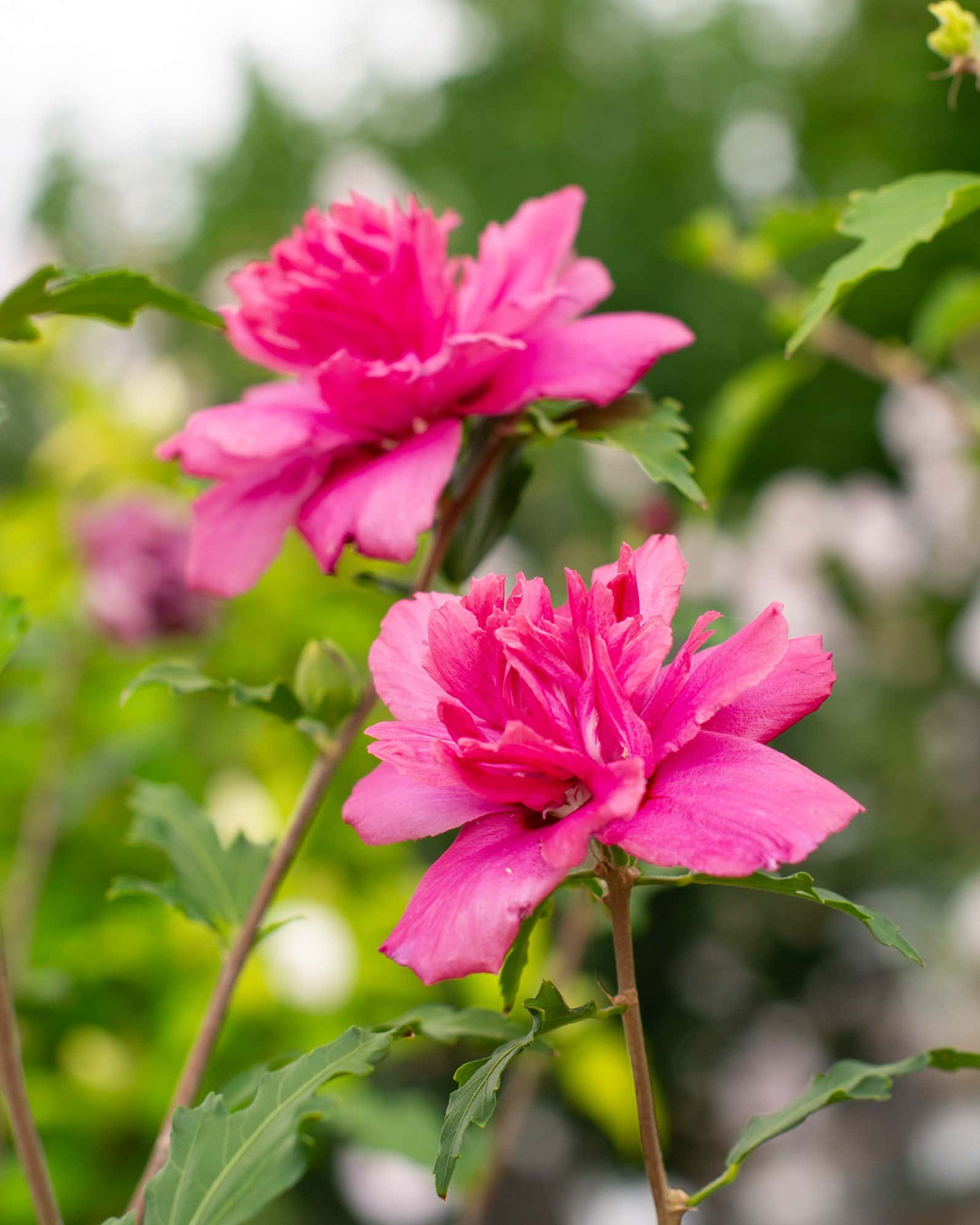 Double Red Althea Tree Form - Image 6