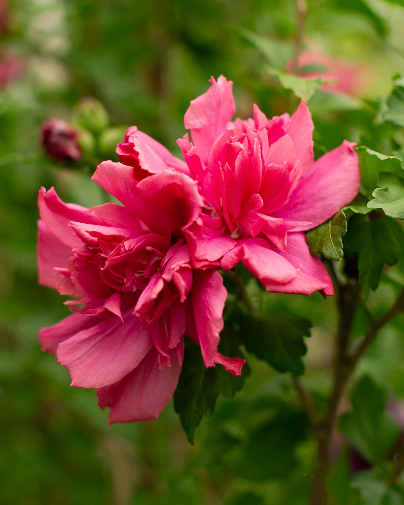 Double Red Althea Tree Form - Image 7