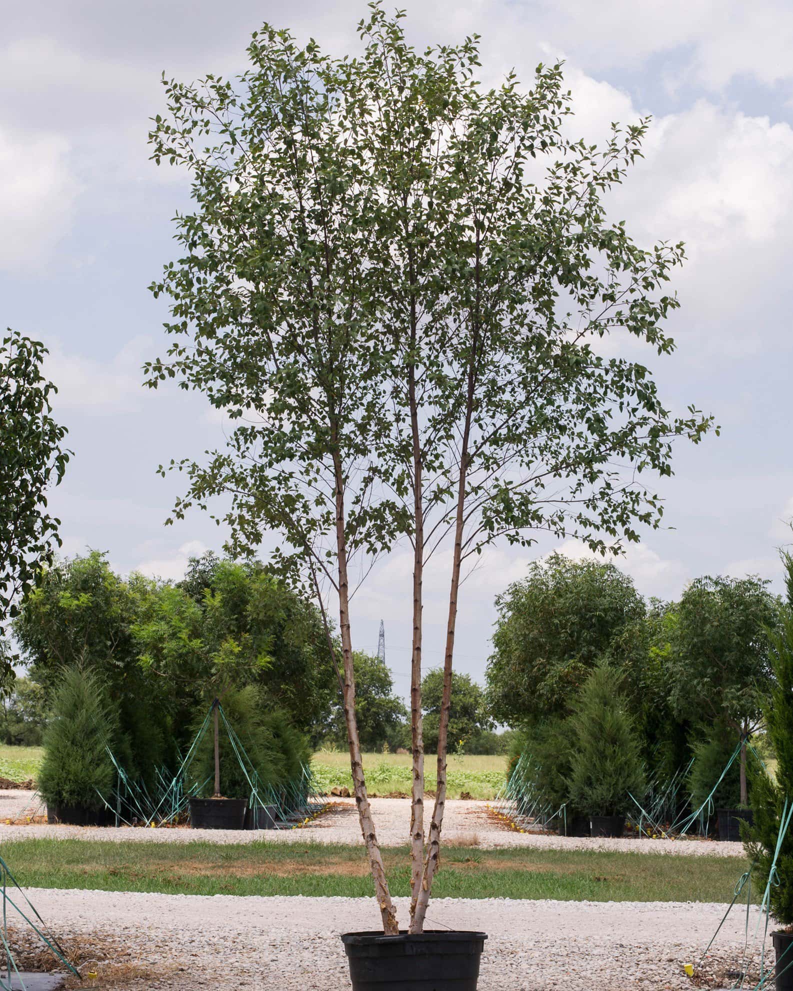 Dura Heat River Birch - Image 7