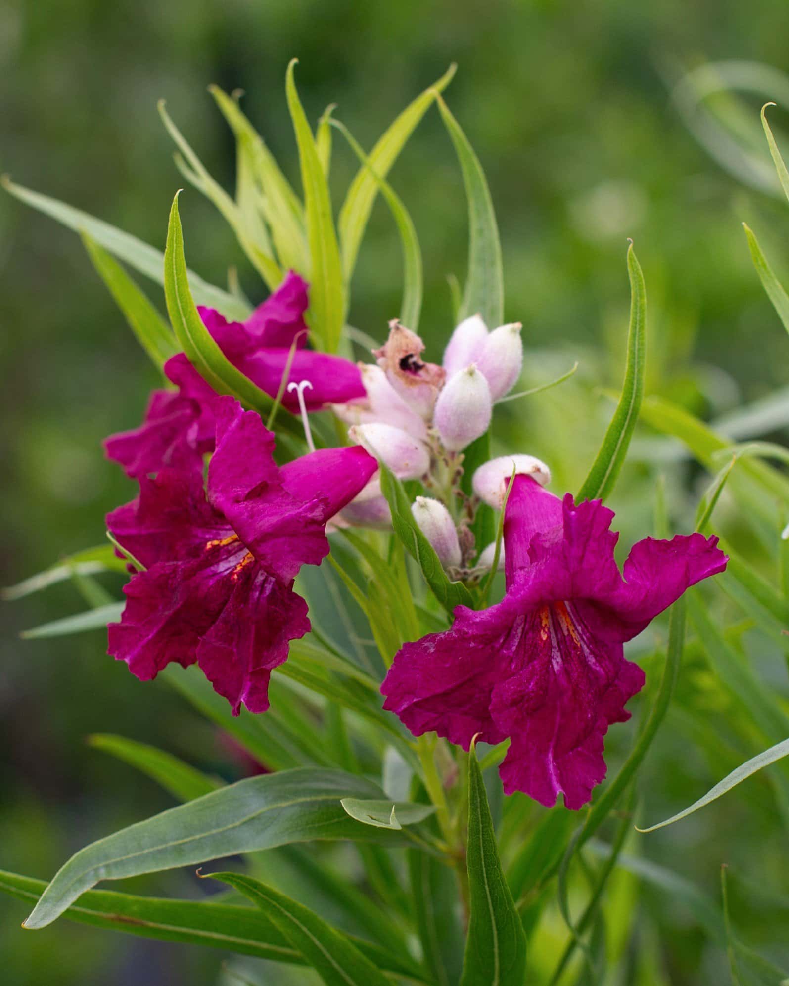 Desert Willow Sweet Bubba Tree Form - Main Image