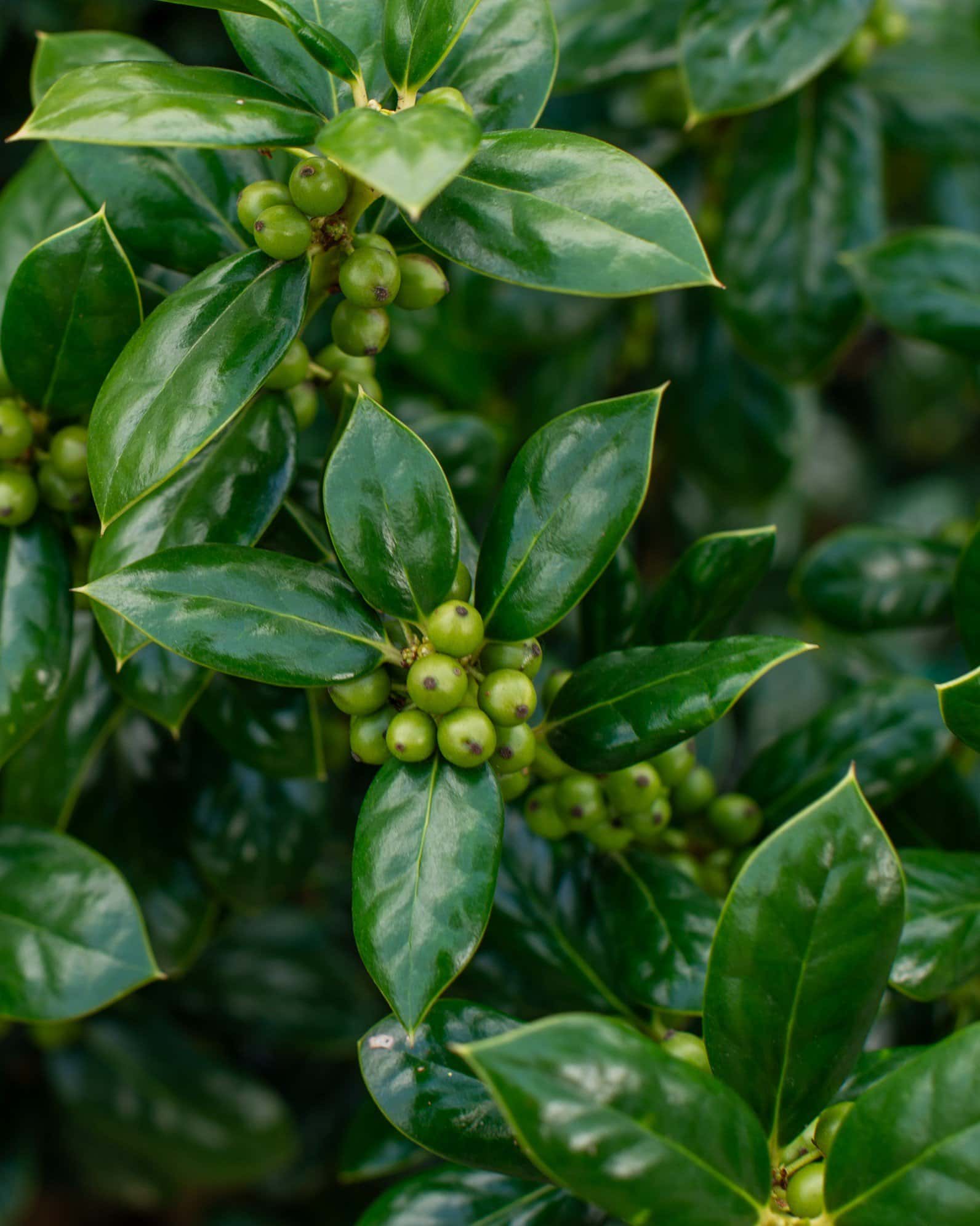 Dwarf Burford Holly - Main Image