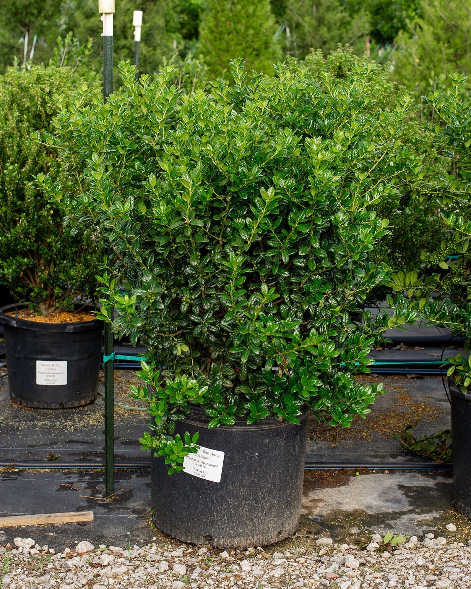 Dwarf Burford Holly - view 2