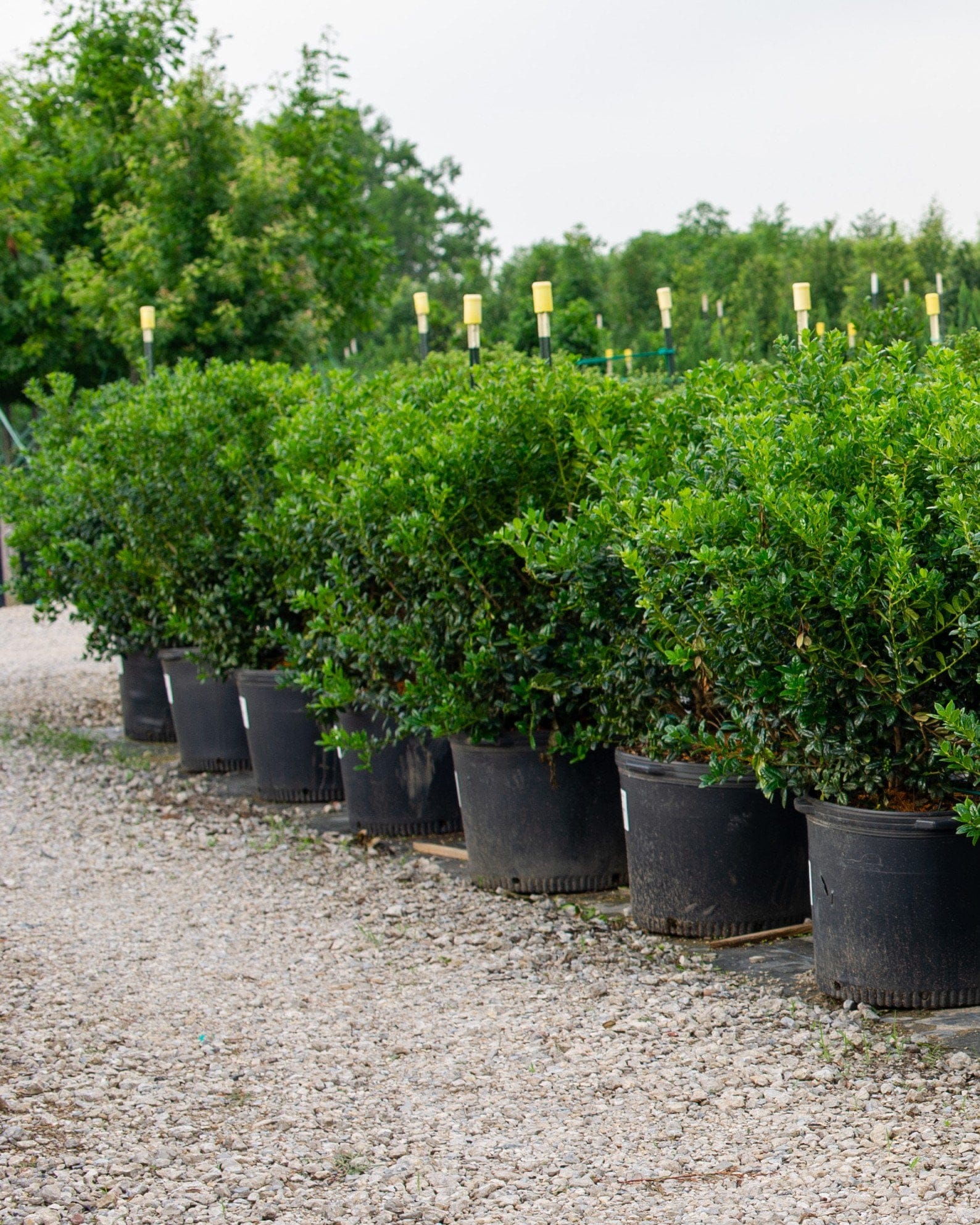 Dwarf Burford Holly - view 3