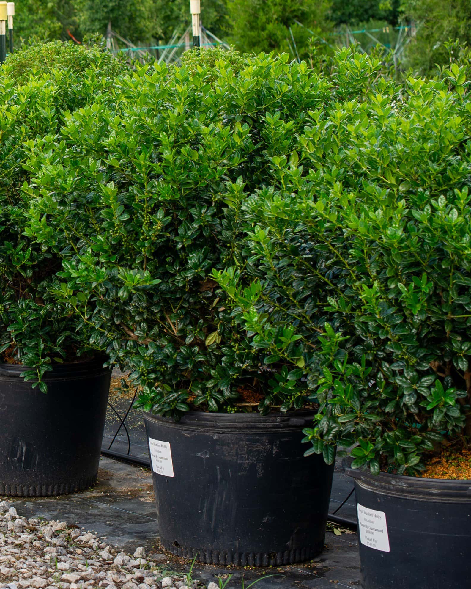 Dwarf Burford Holly - Image 3