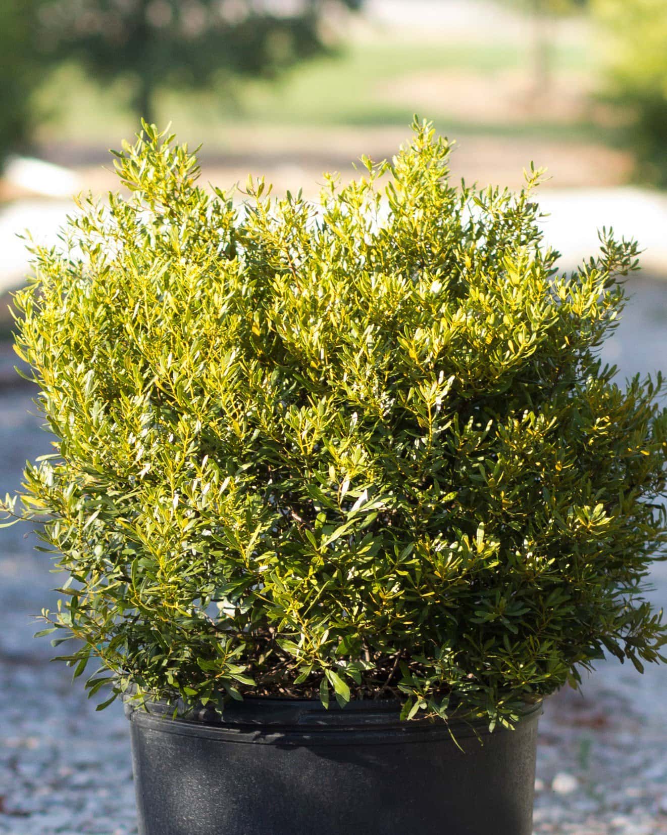 Dwarf Wax Myrtle - Main Image