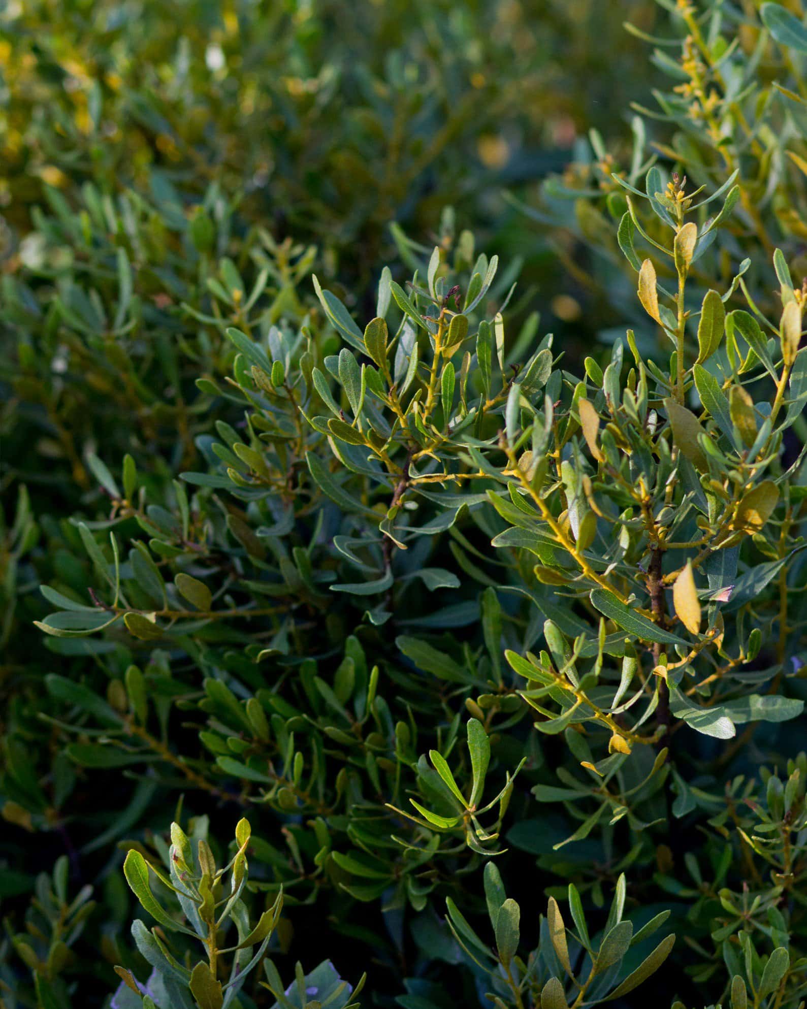 Dwarf Wax Myrtle - Image 1