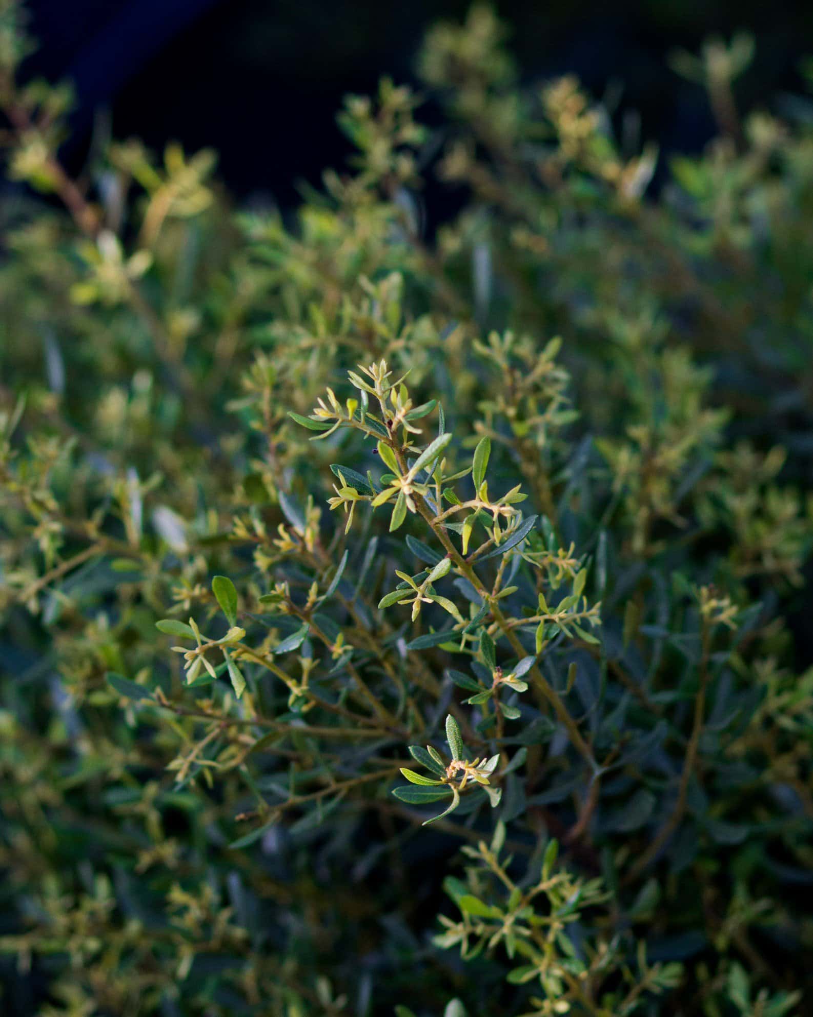 Dwarf Wax Myrtle - Image 2