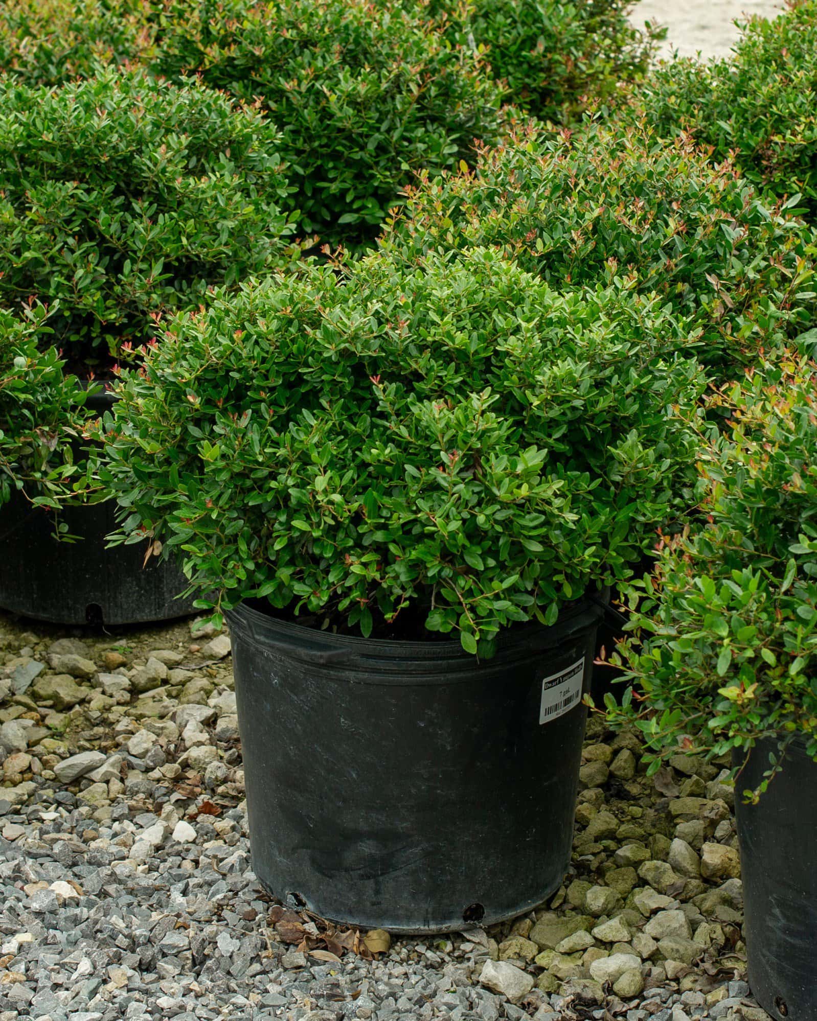Dwarf Yaupon Holly - Main Image