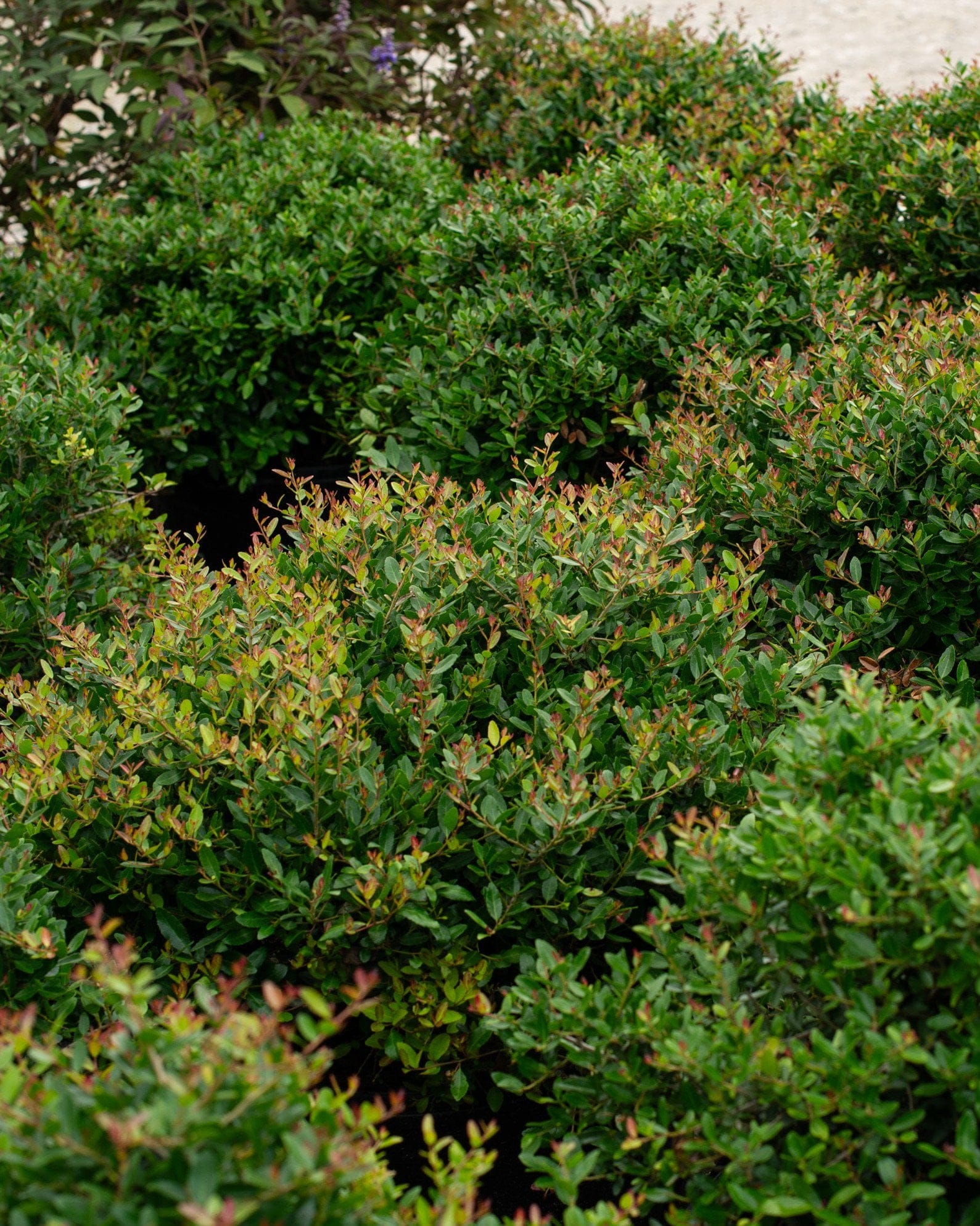 Dwarf Yaupon Holly - view 2