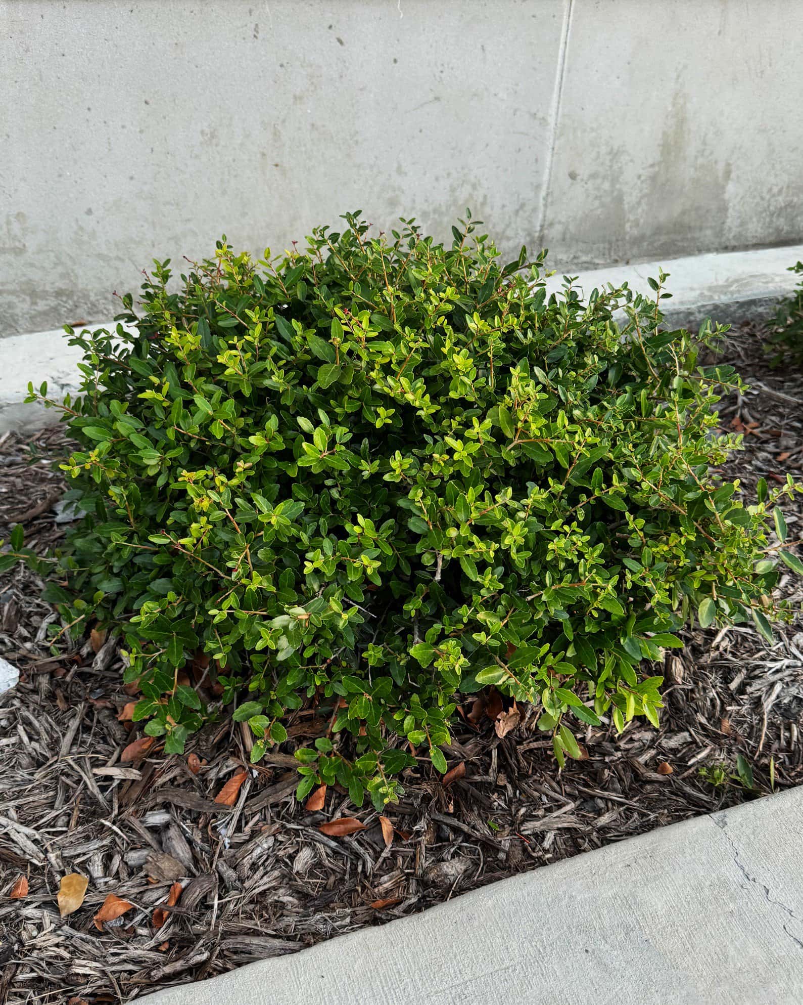Dwarf Yaupon Holly - Image 2