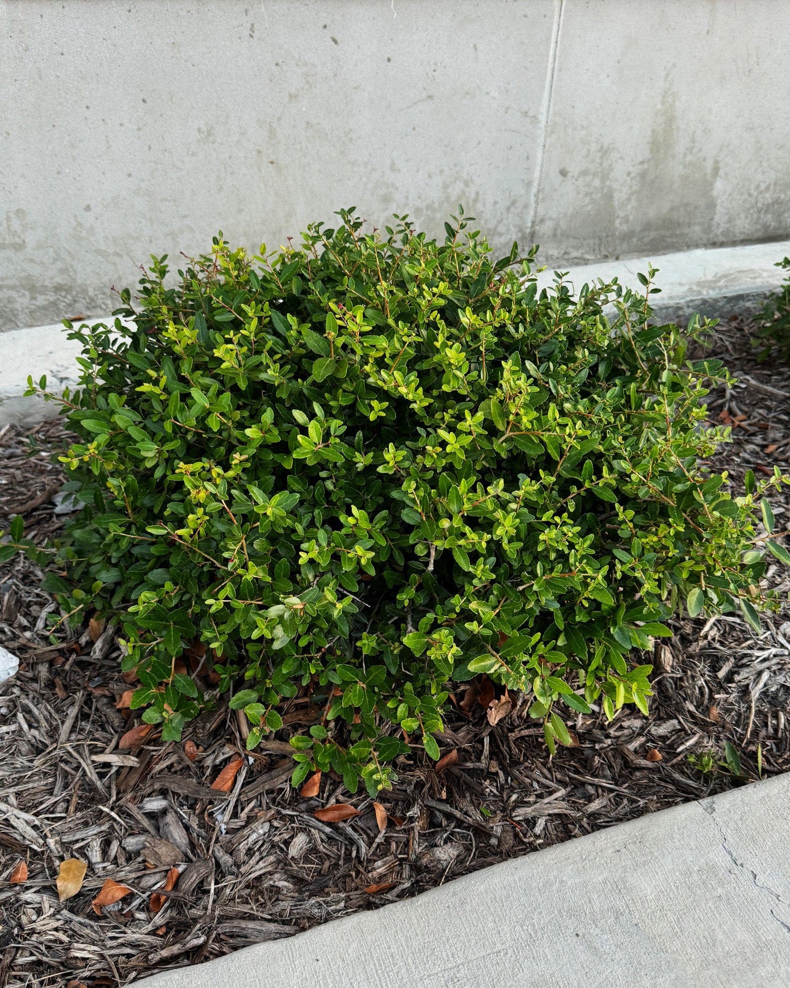 Dwarf Yaupon Holly - view 3
