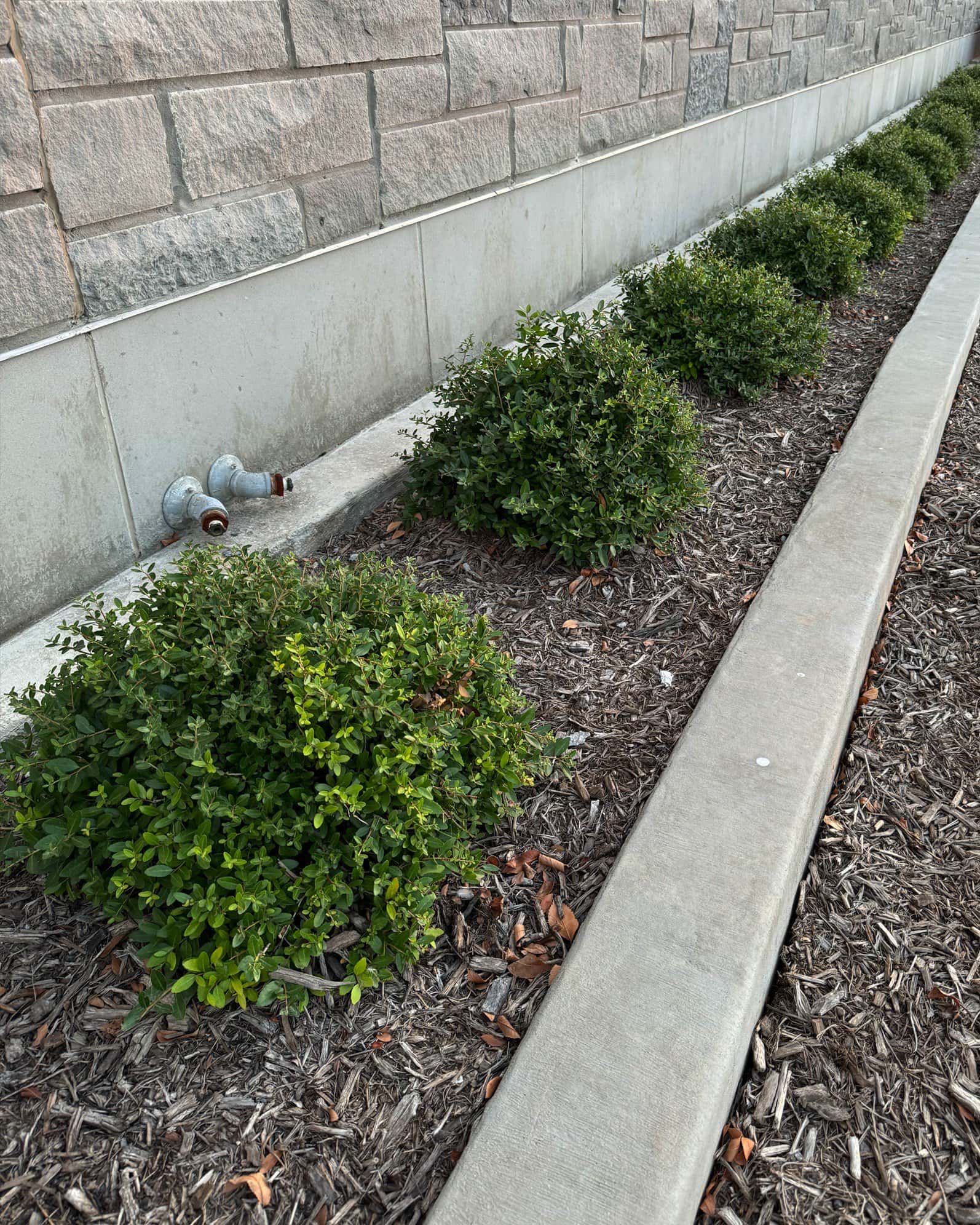 Dwarf Yaupon Holly - Image 5