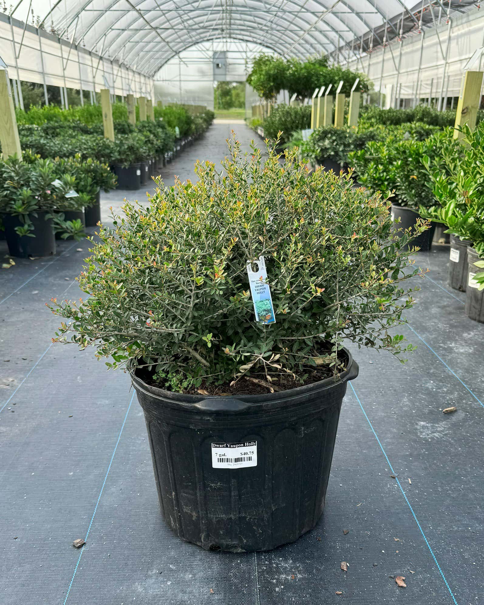 Dwarf Yaupon Holly - Image 6