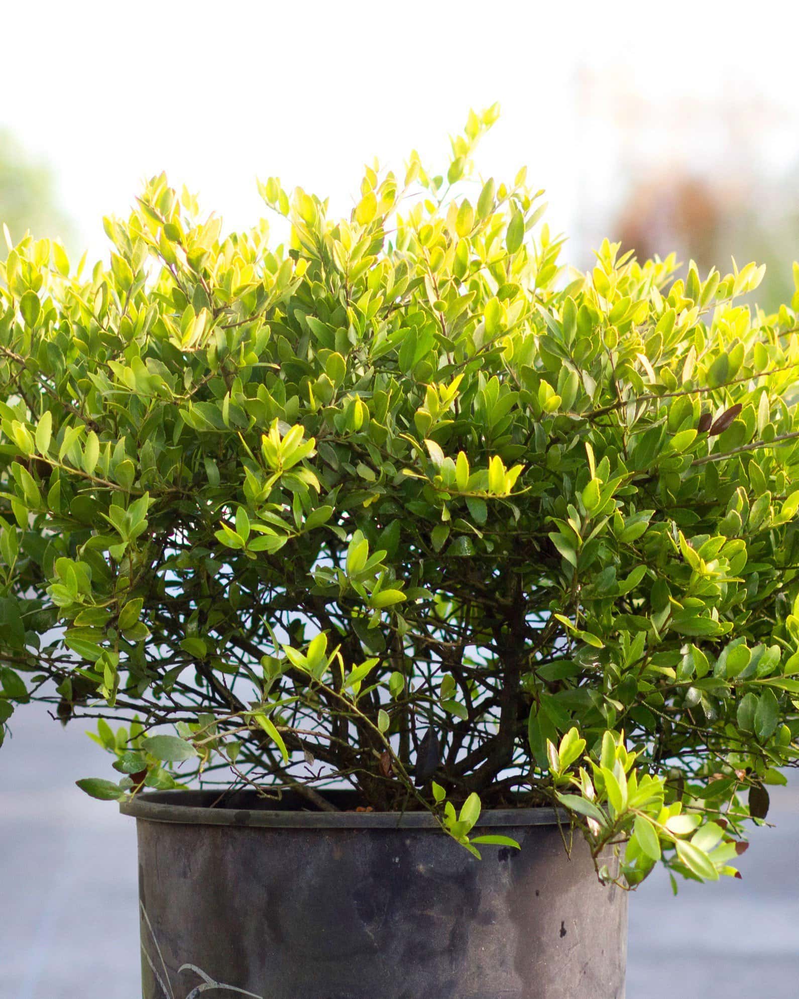 Dwarf Yaupon Holly Eureka Gold - Main Image