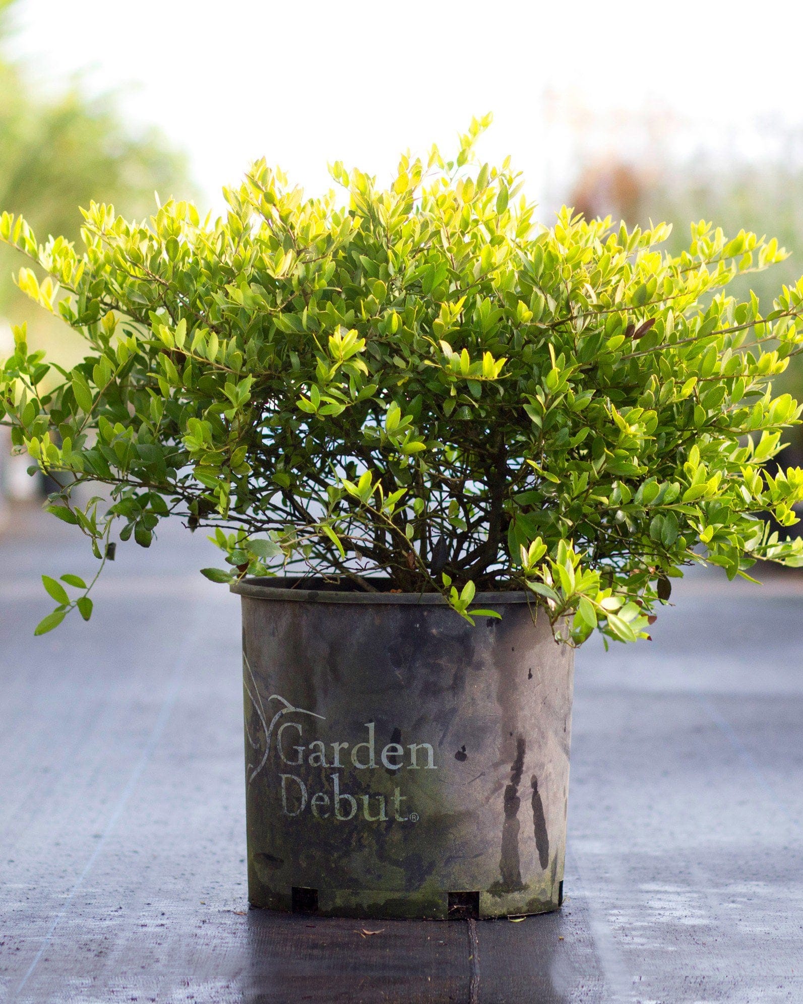 Dwarf Yaupon Holly Eureka Gold - view 2
