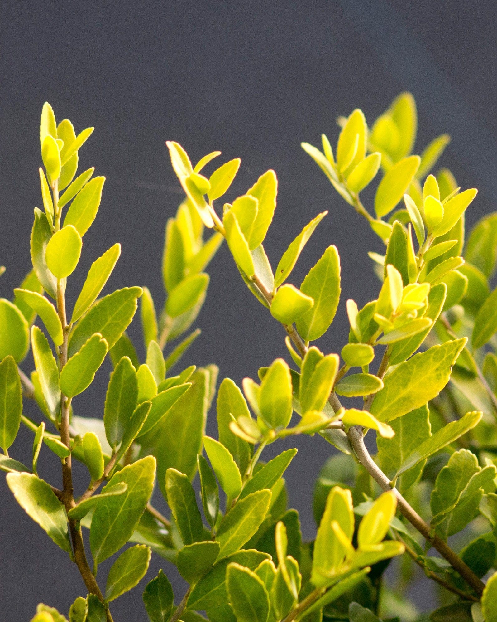 Dwarf Yaupon Holly Eureka Gold - view 3