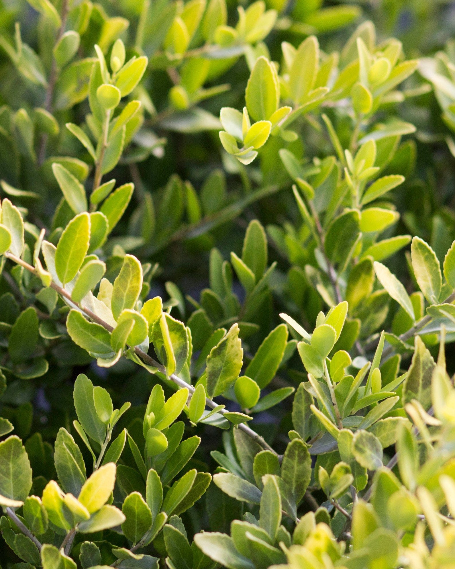 Dwarf Yaupon Holly Eureka Gold - view 4