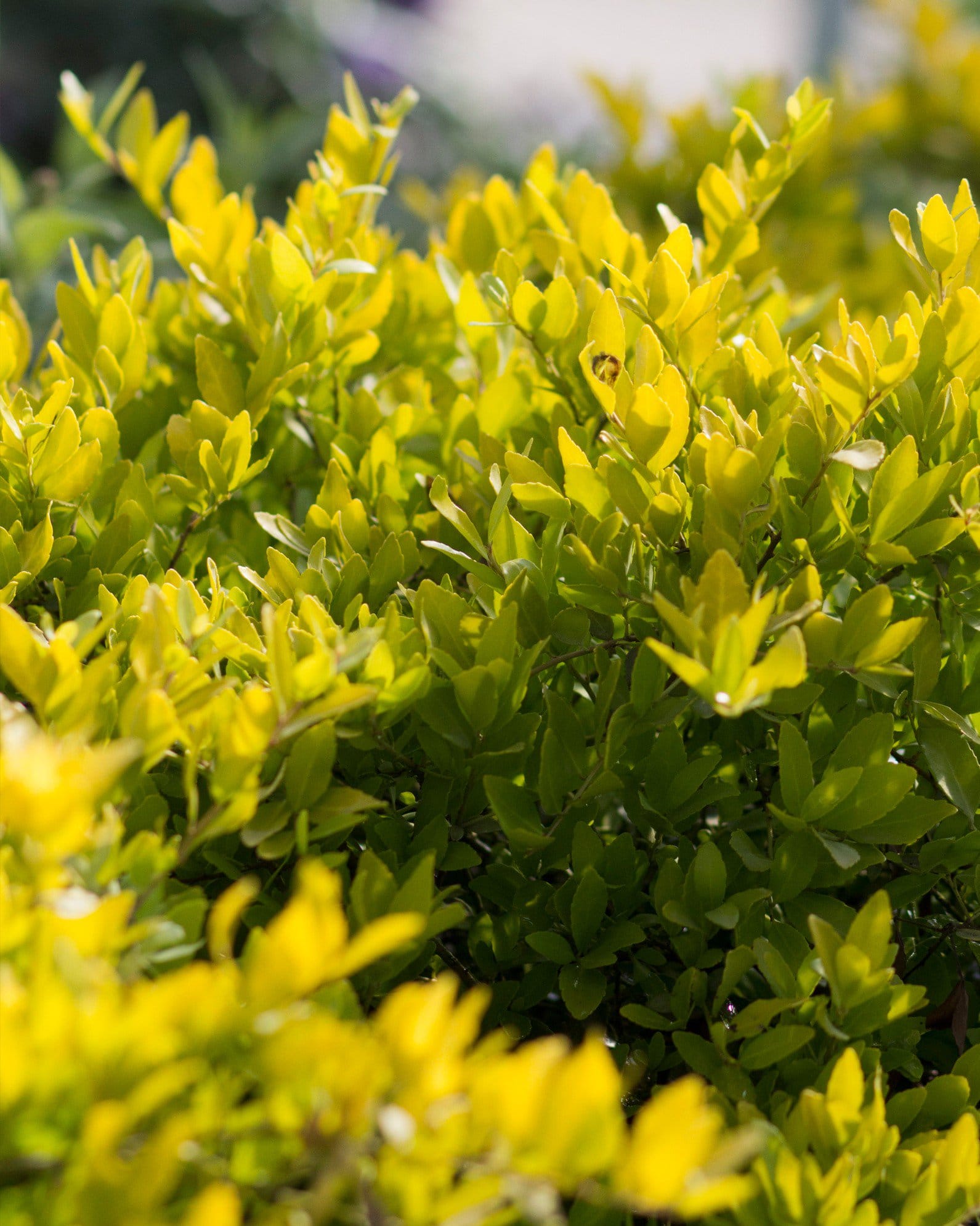 Dwarf Yaupon Holly Eureka Gold - view 5