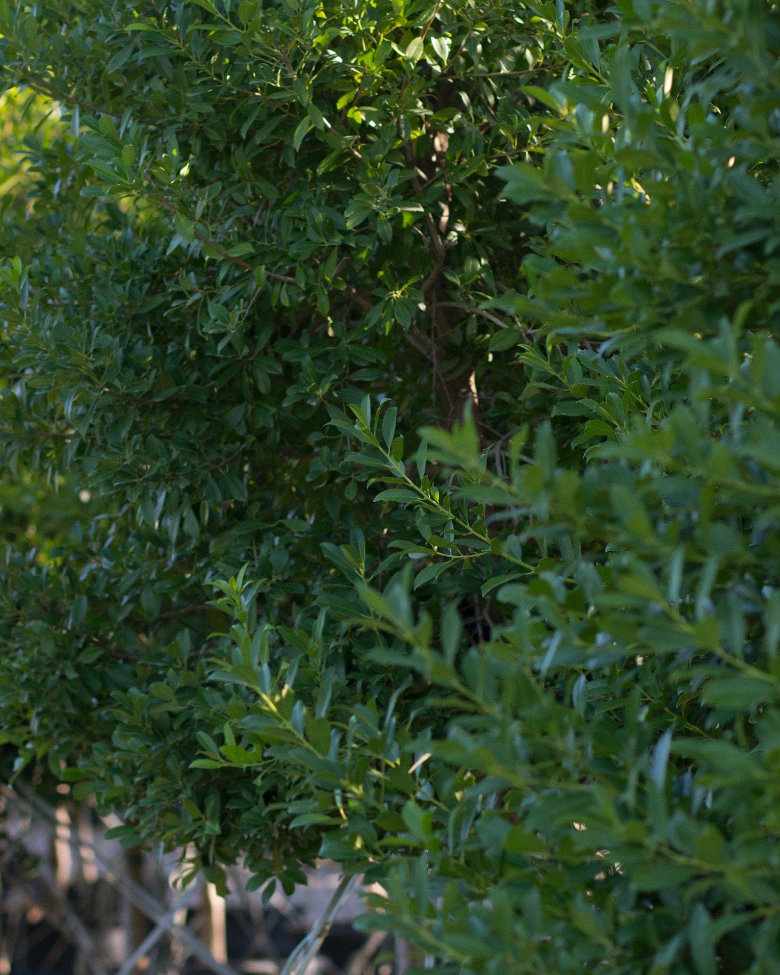 Eagleston Holly Tree Form - view 2