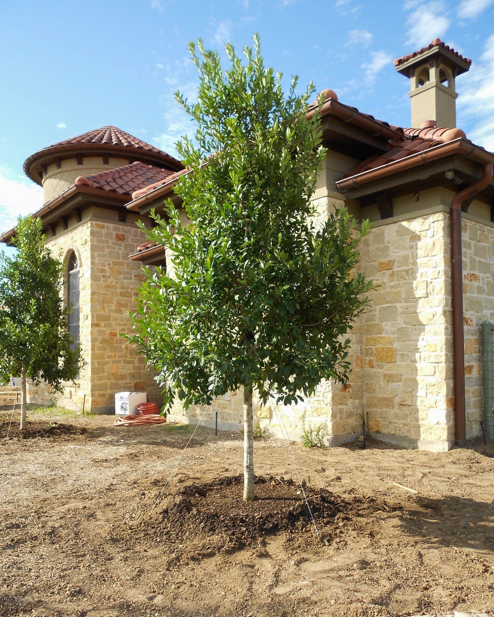 Eagleston Holly Tree Form - view 3
