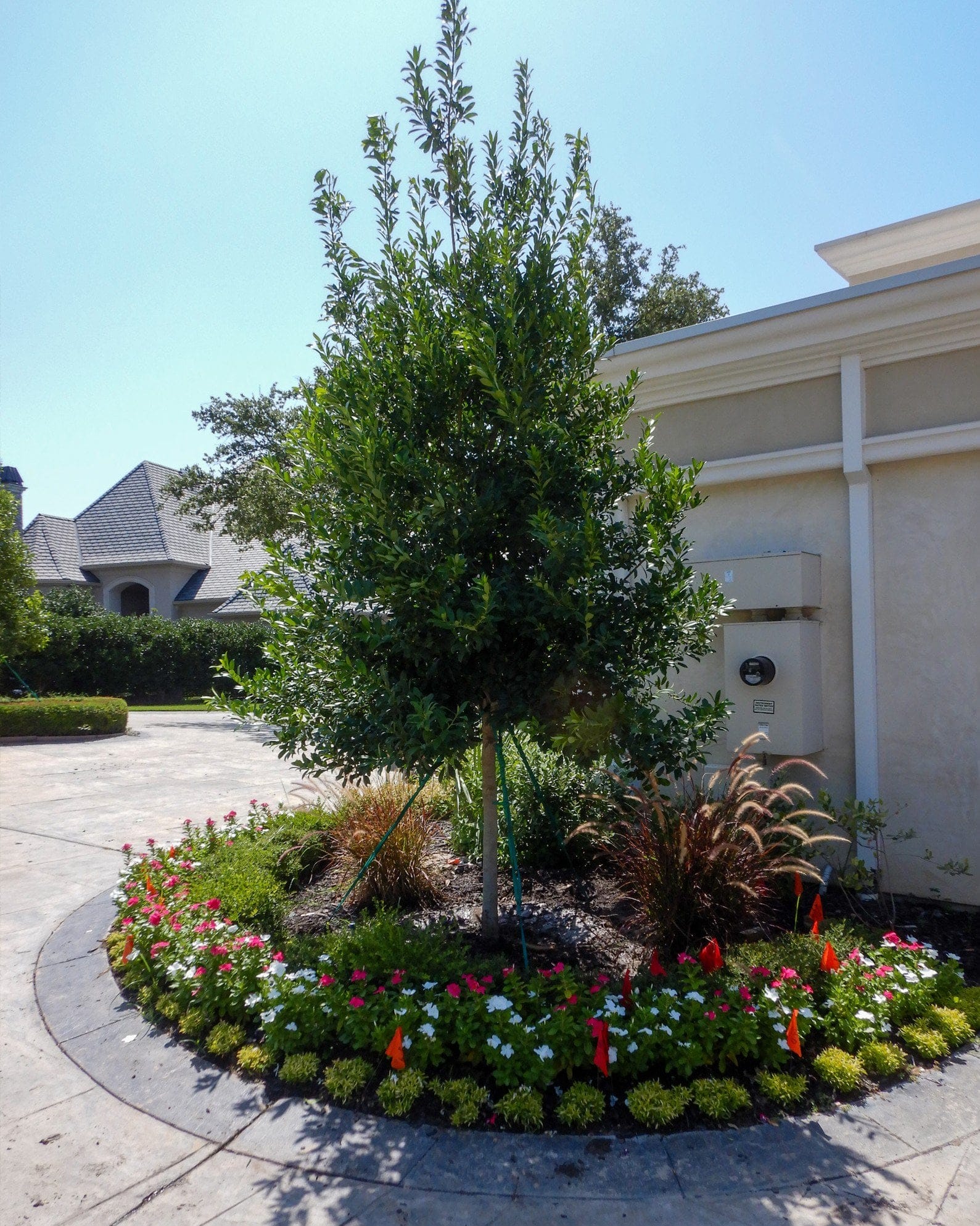 Eagleston Holly Tree Form - view 5