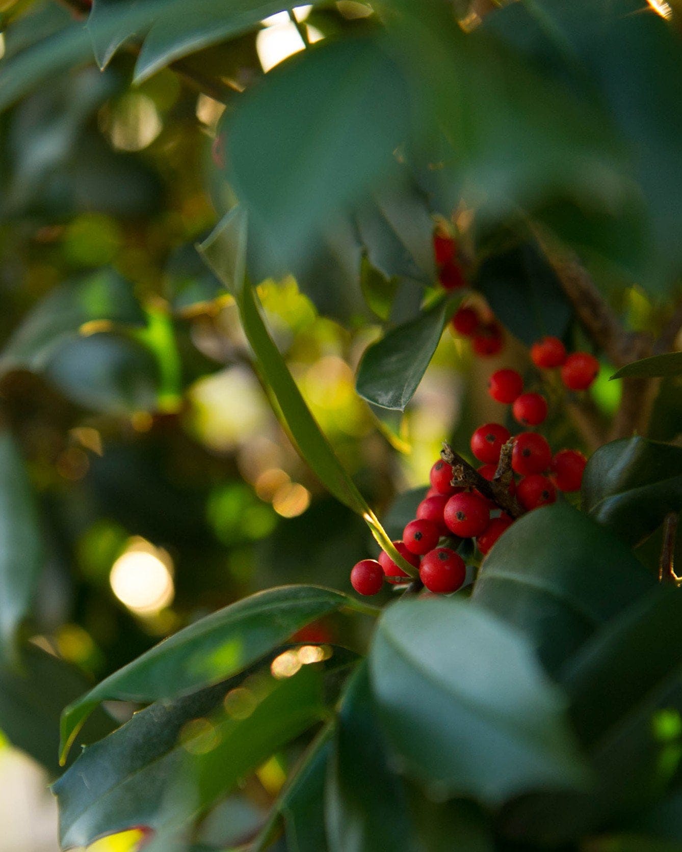 Eagleston Holly Full to Ground - view 2