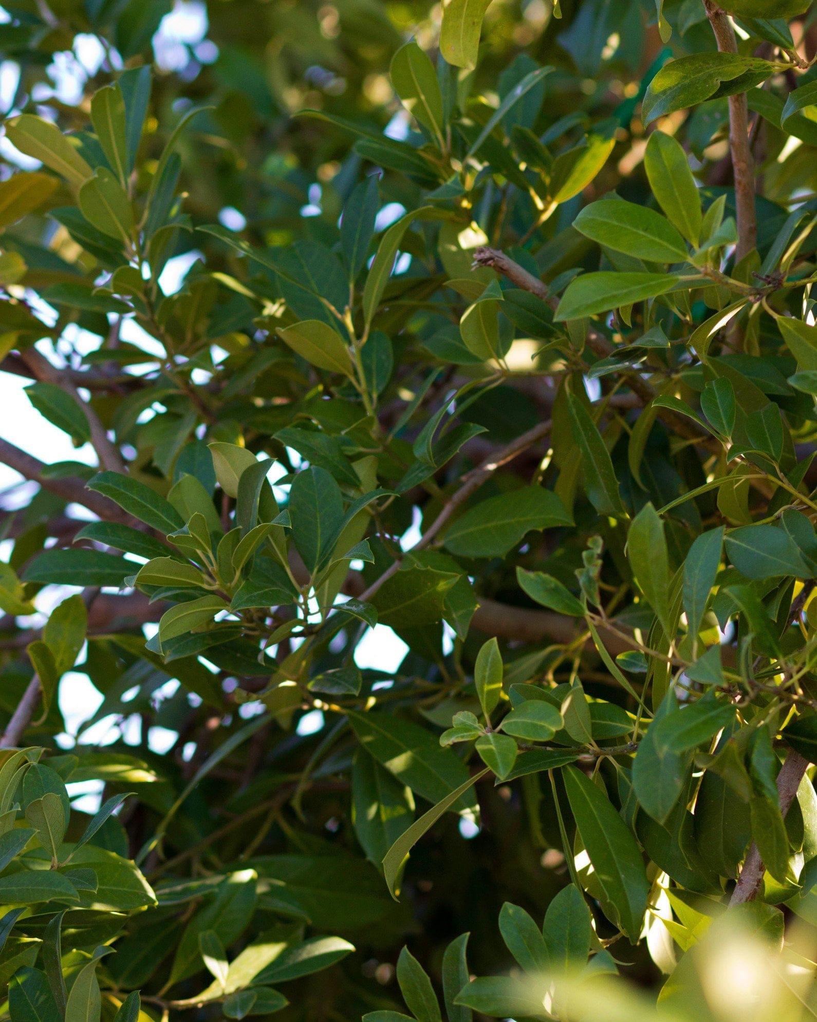 Eagleston Holly Full to Ground - view 4