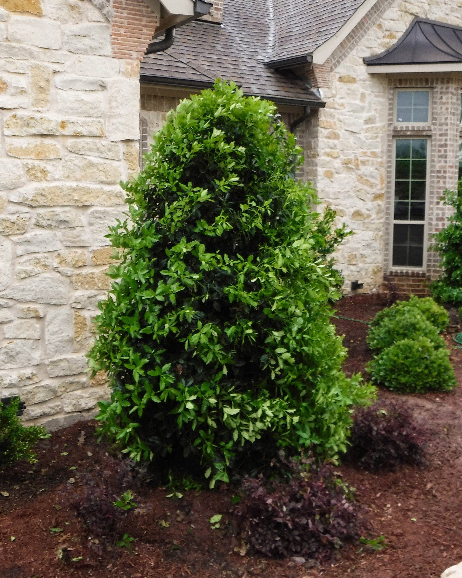 Eagleston Holly Full to Ground - view 5