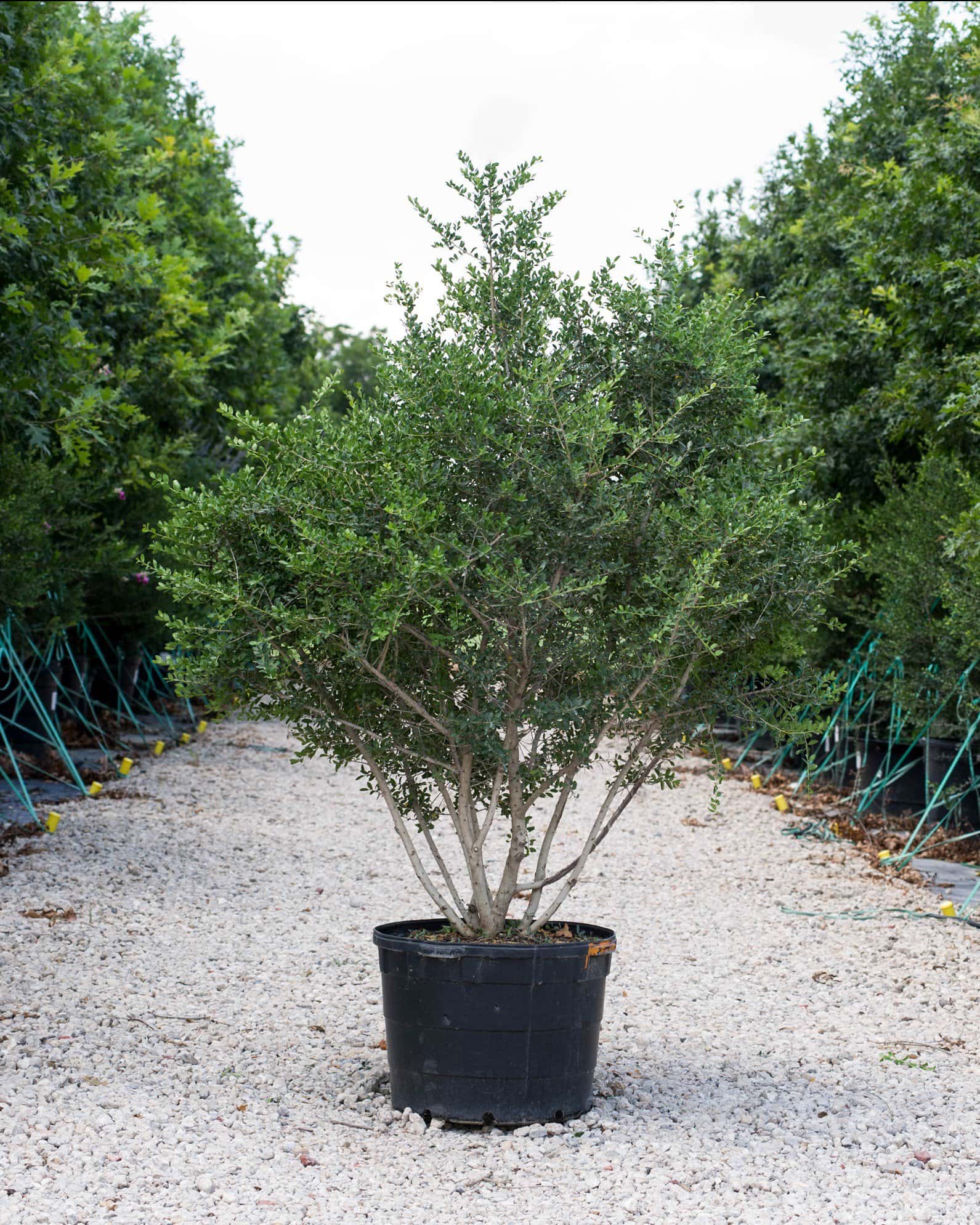 Yaupon Holly - Main Image