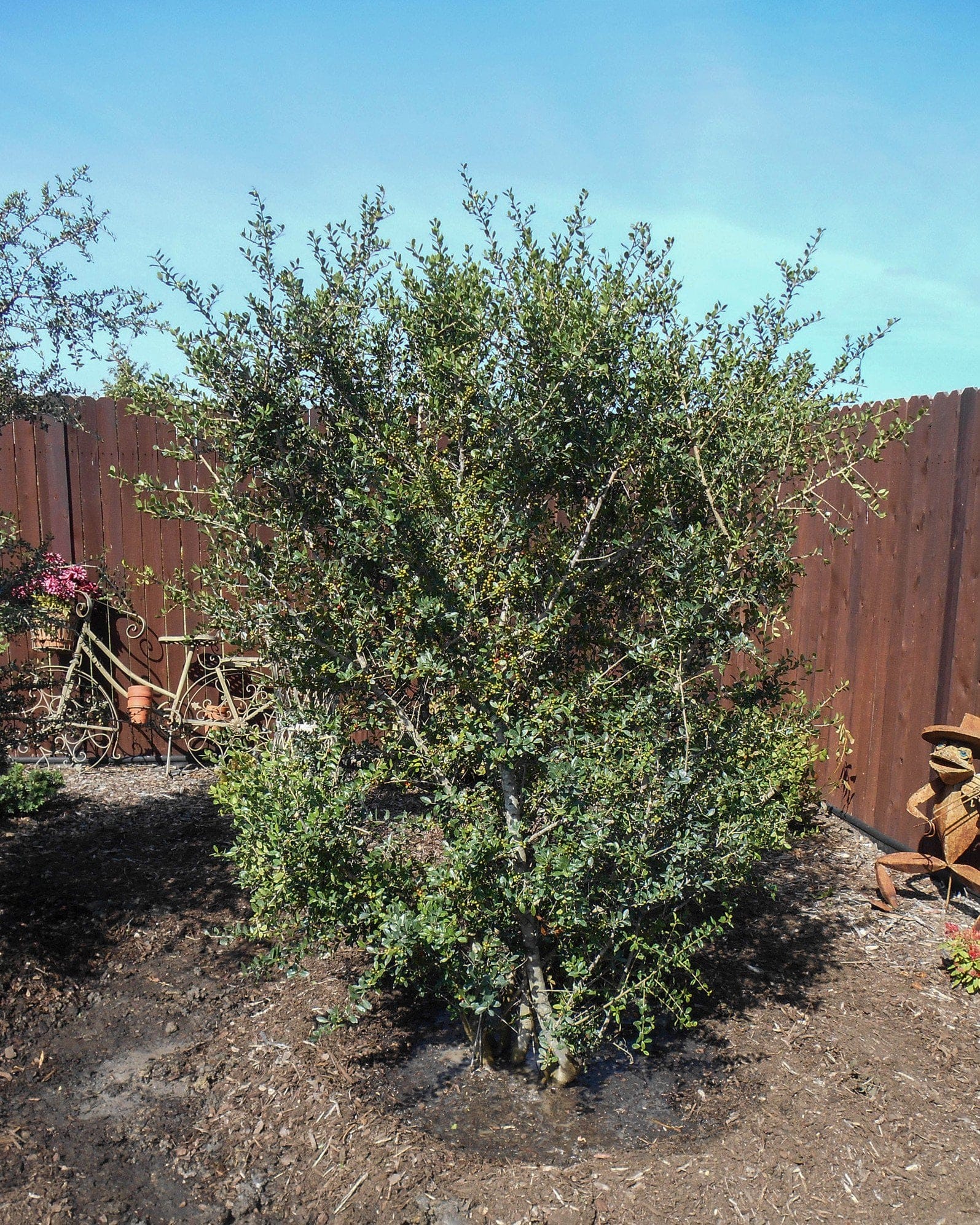 Yaupon Holly - view 2