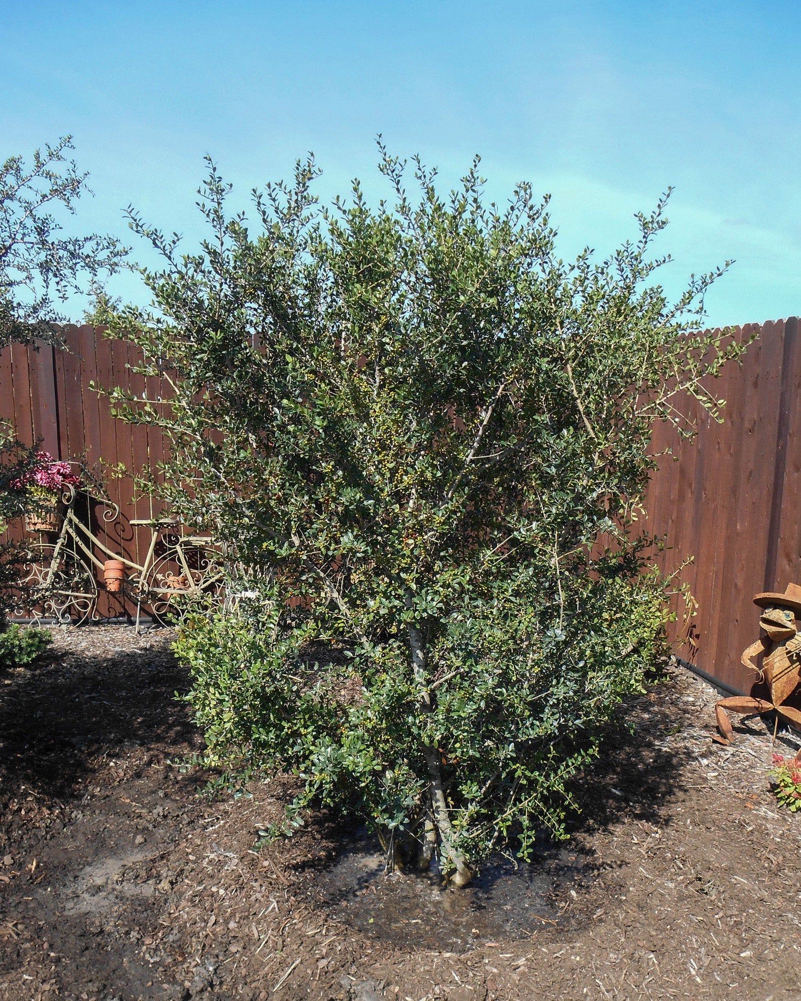 Yaupon Holly - Image 1