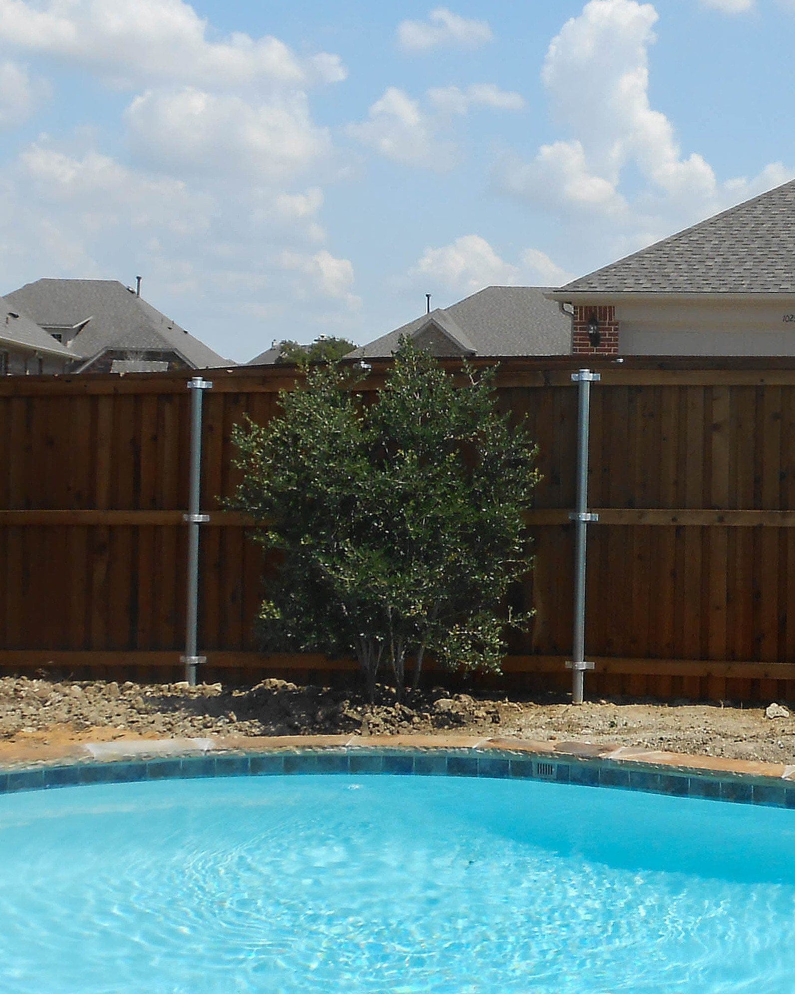 Yaupon Holly - view 3