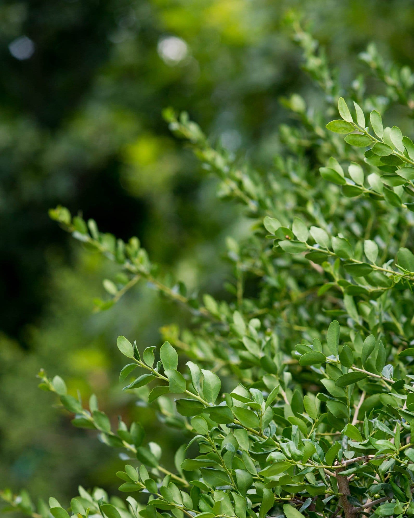 Yaupon Holly - view 4